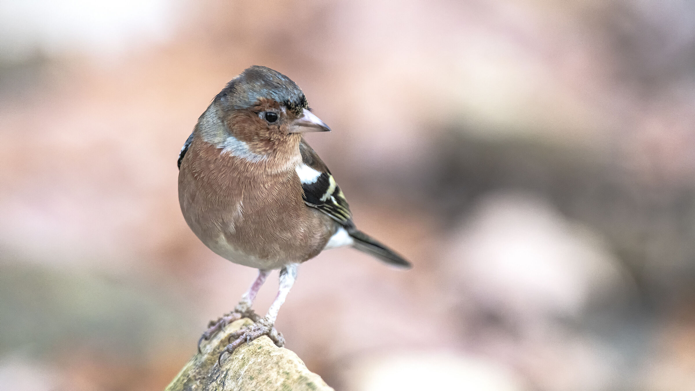 Chaffinch m.