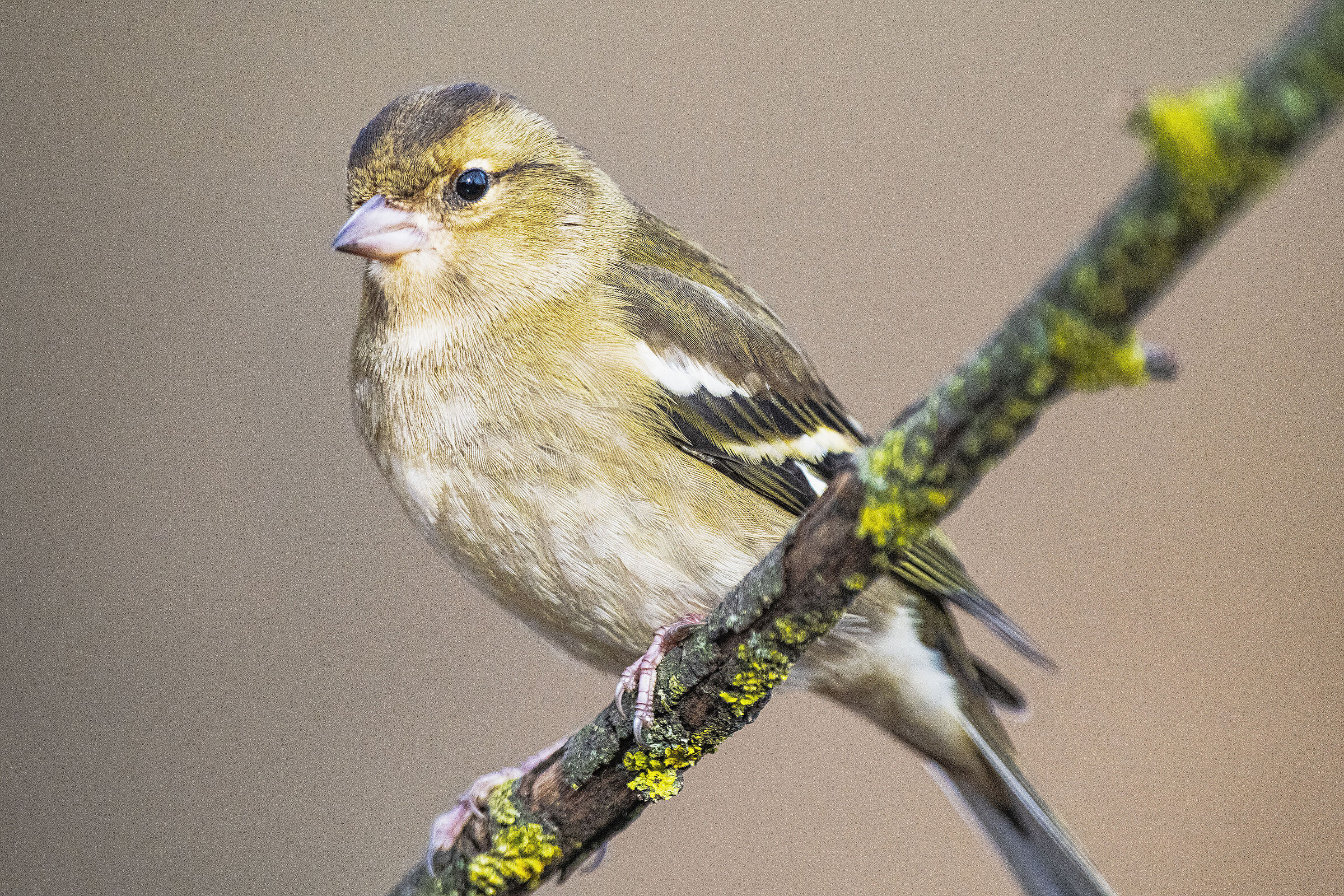 Chaffinch f.