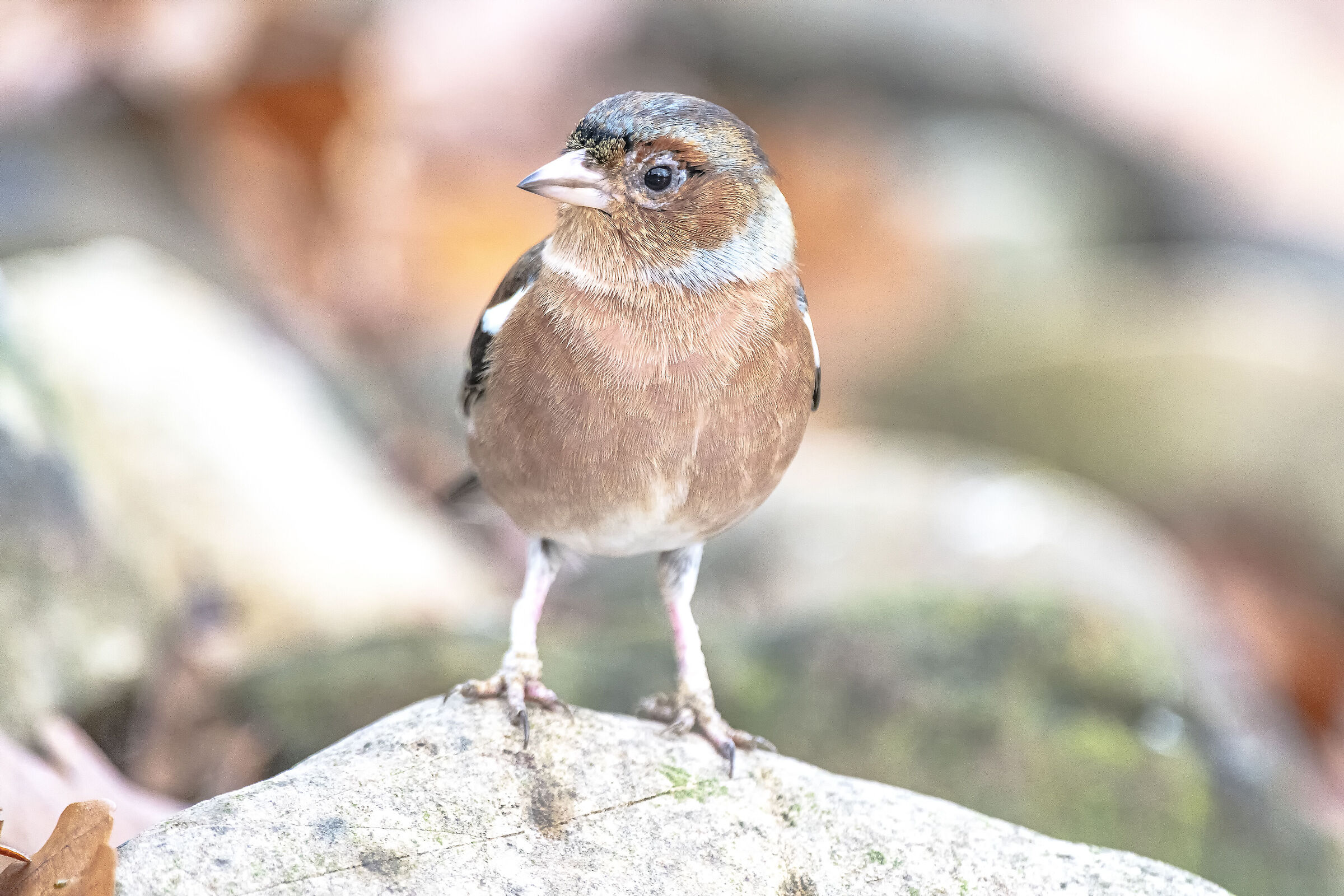 Chaffinch