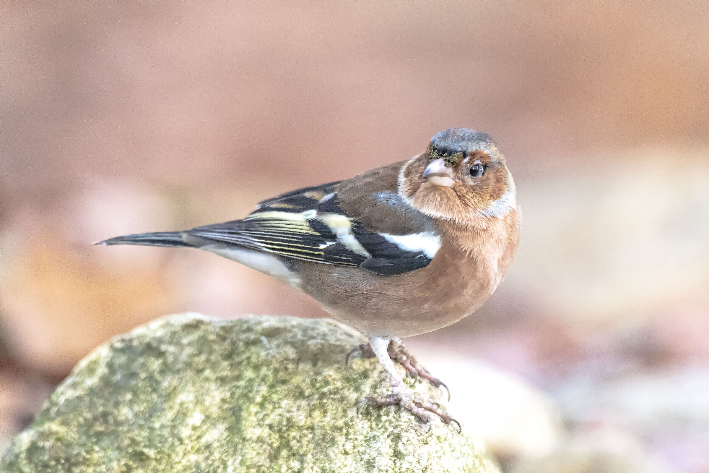 Chaffinch m.