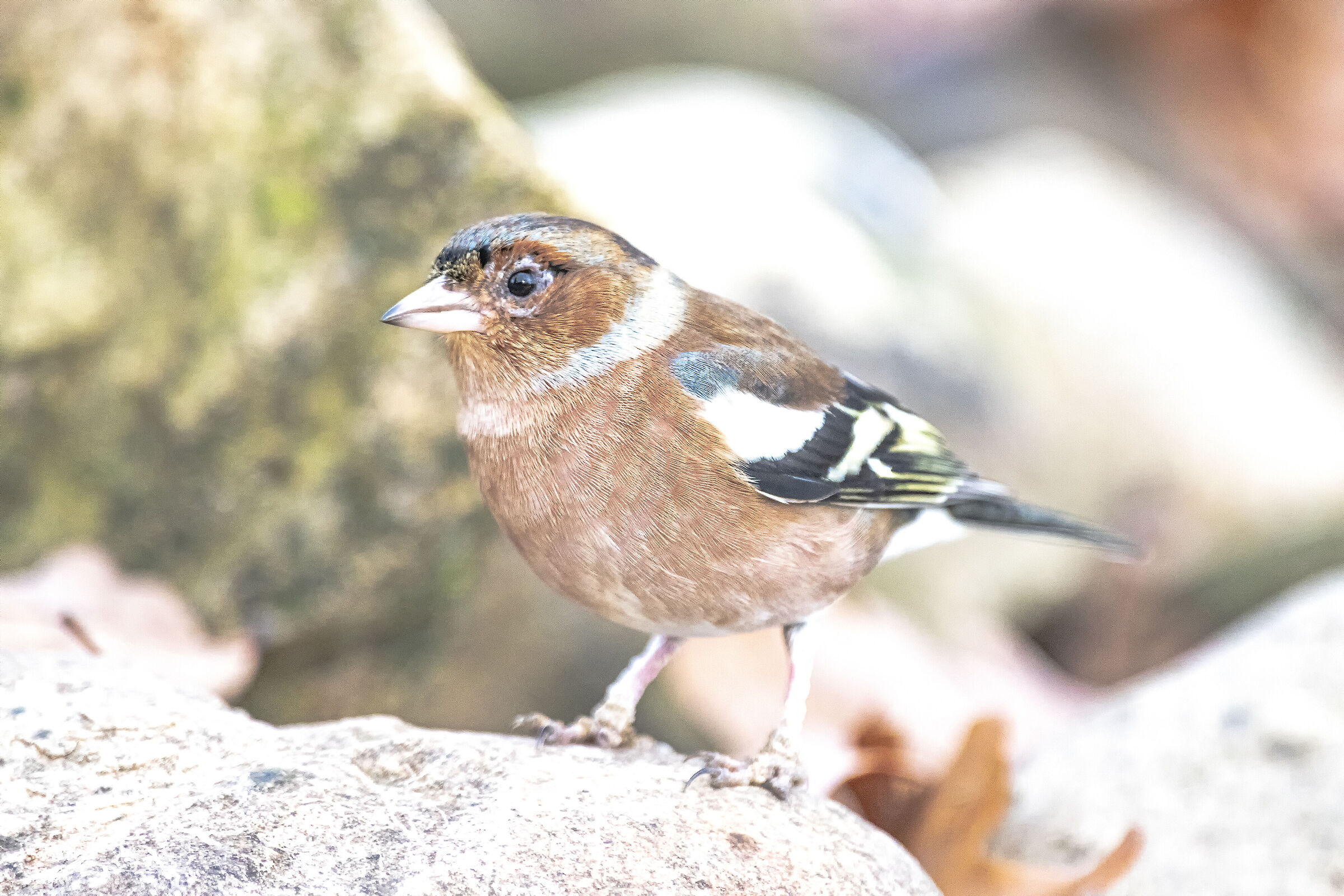 Chaffinch