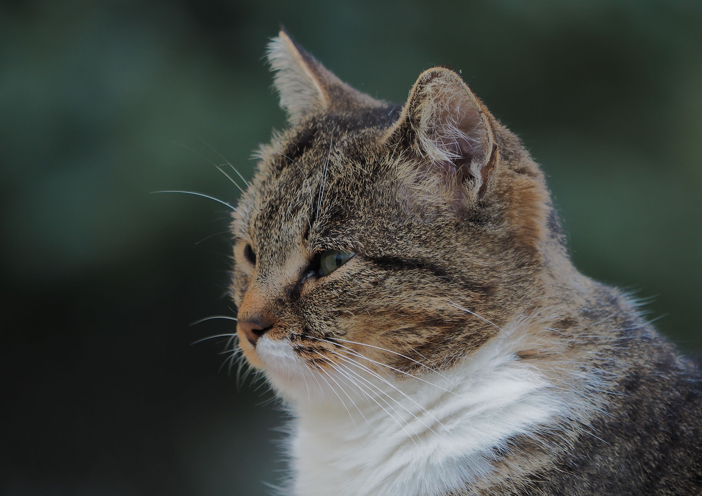 Gattone