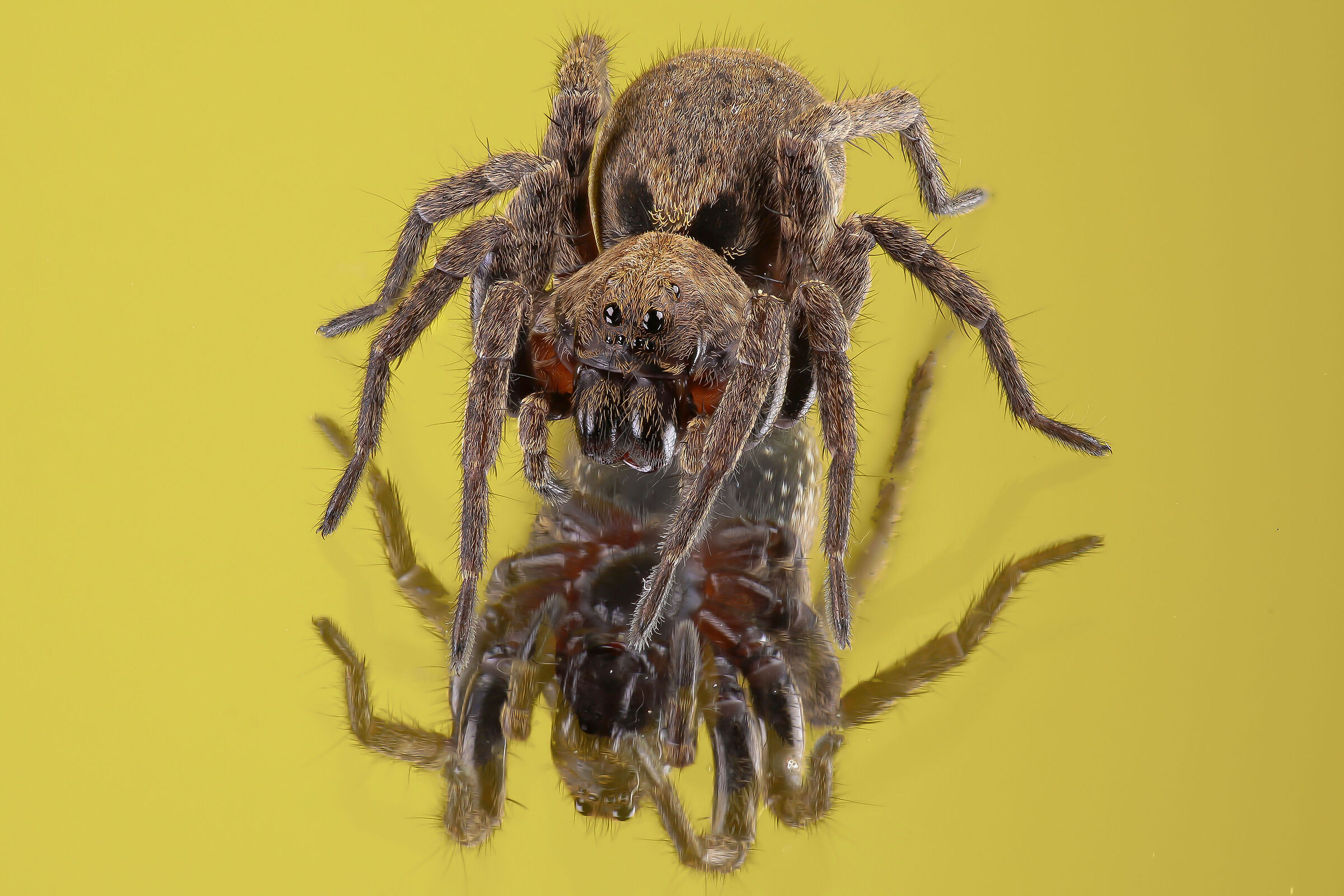 Alopecosa albofasciata