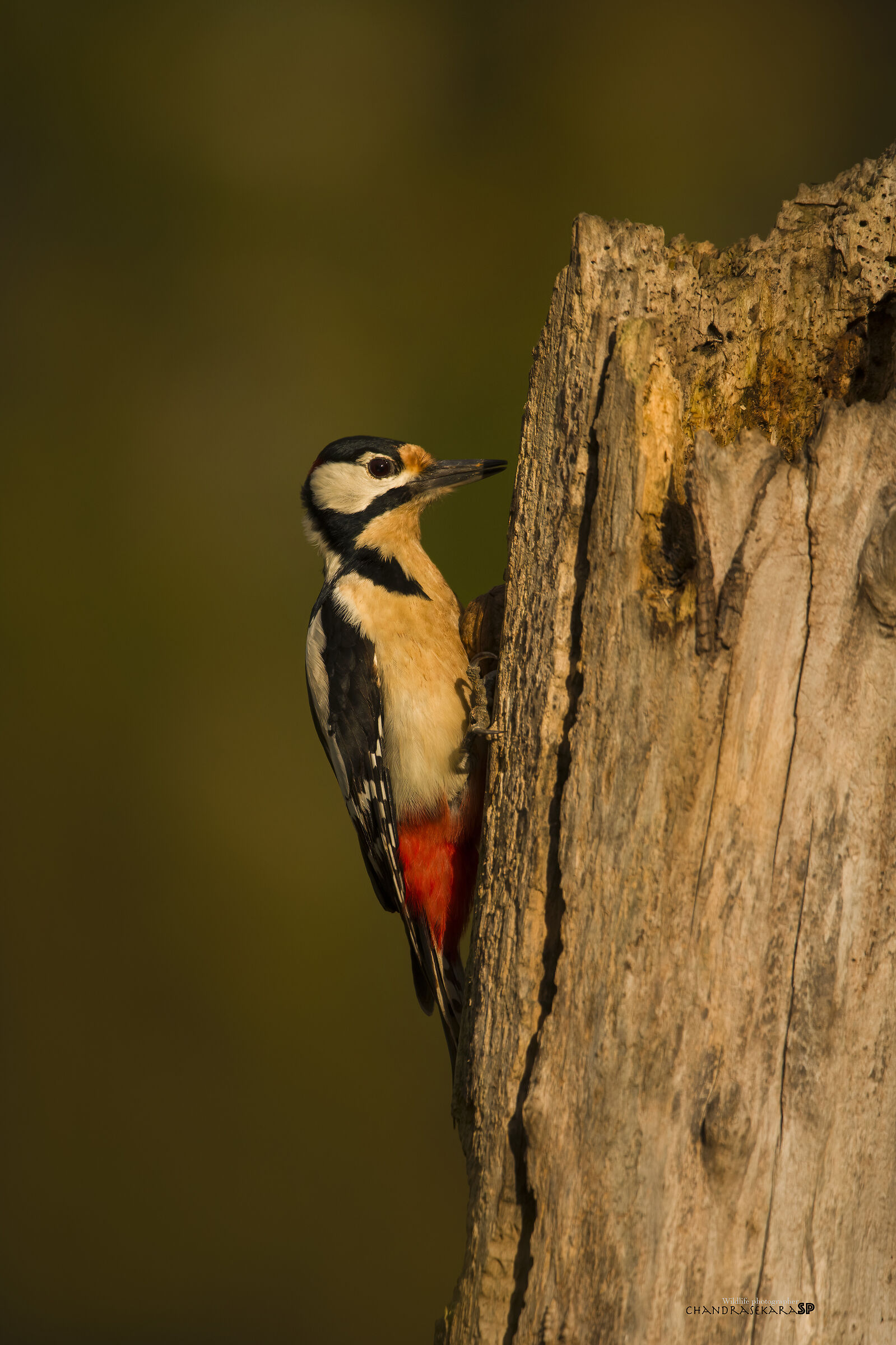 spotted woodpecker