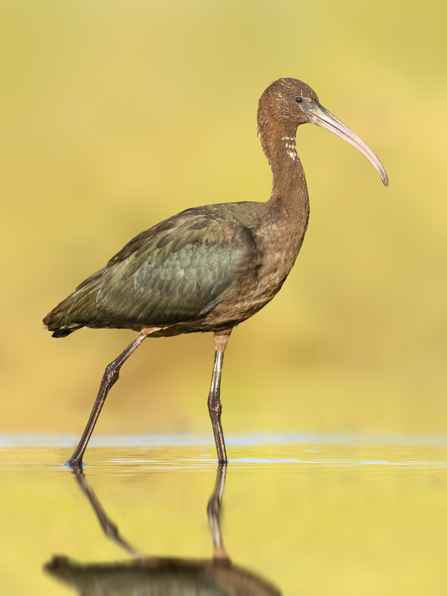 Plegadis falcinellus