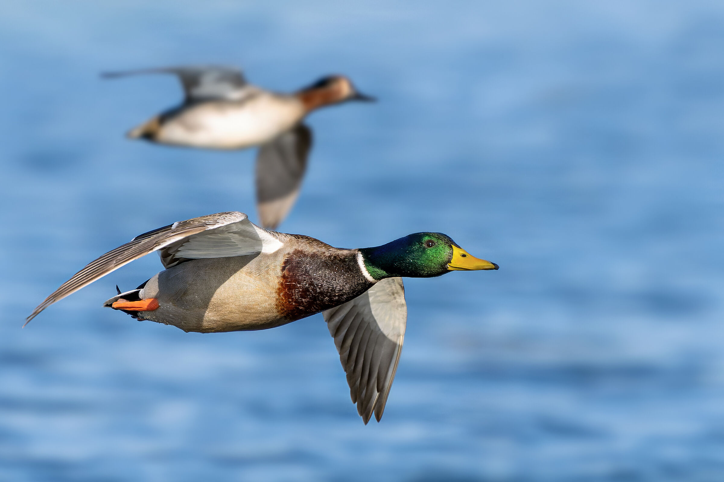 Mallard