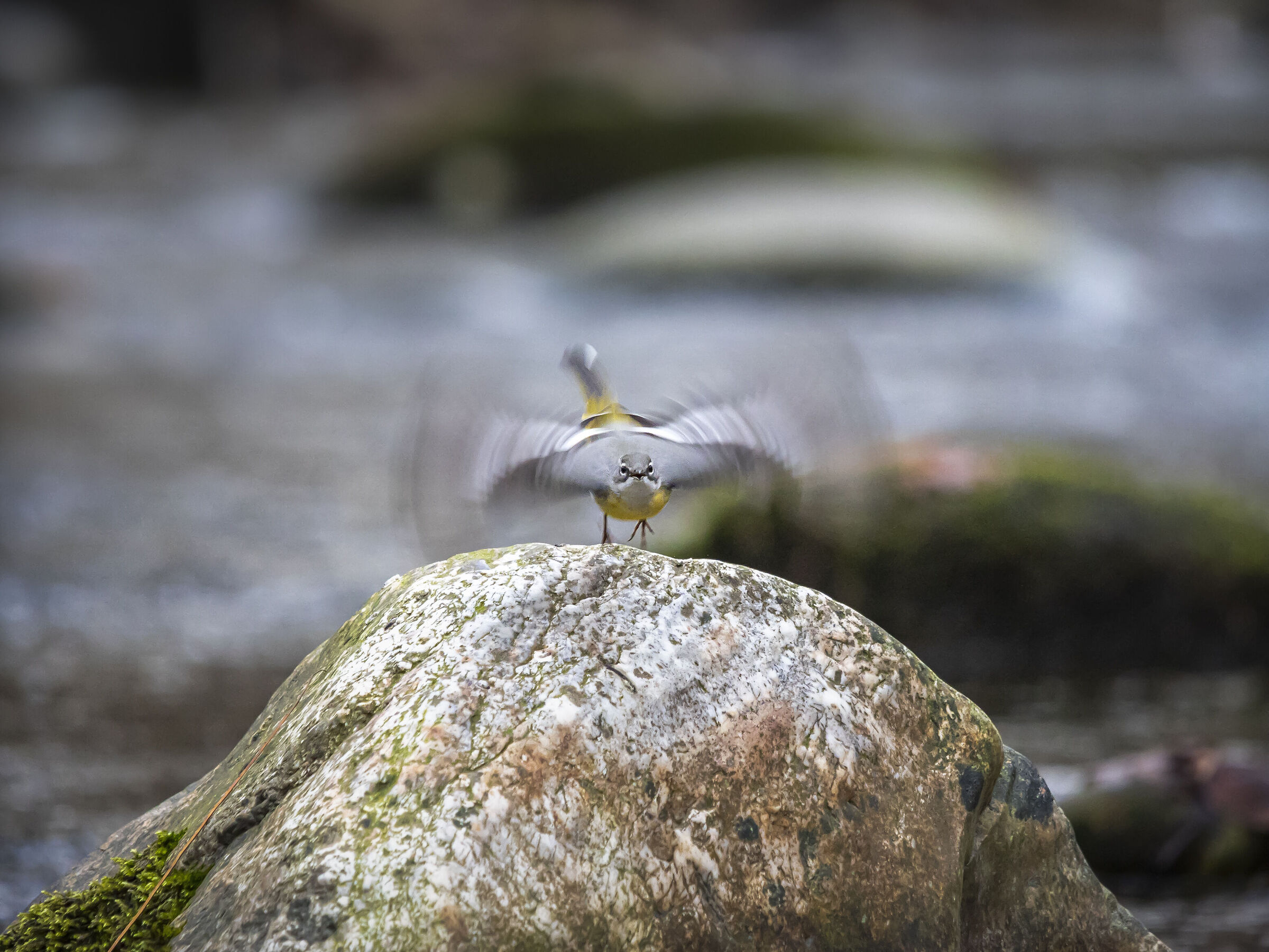 Yellow wagtail in flight