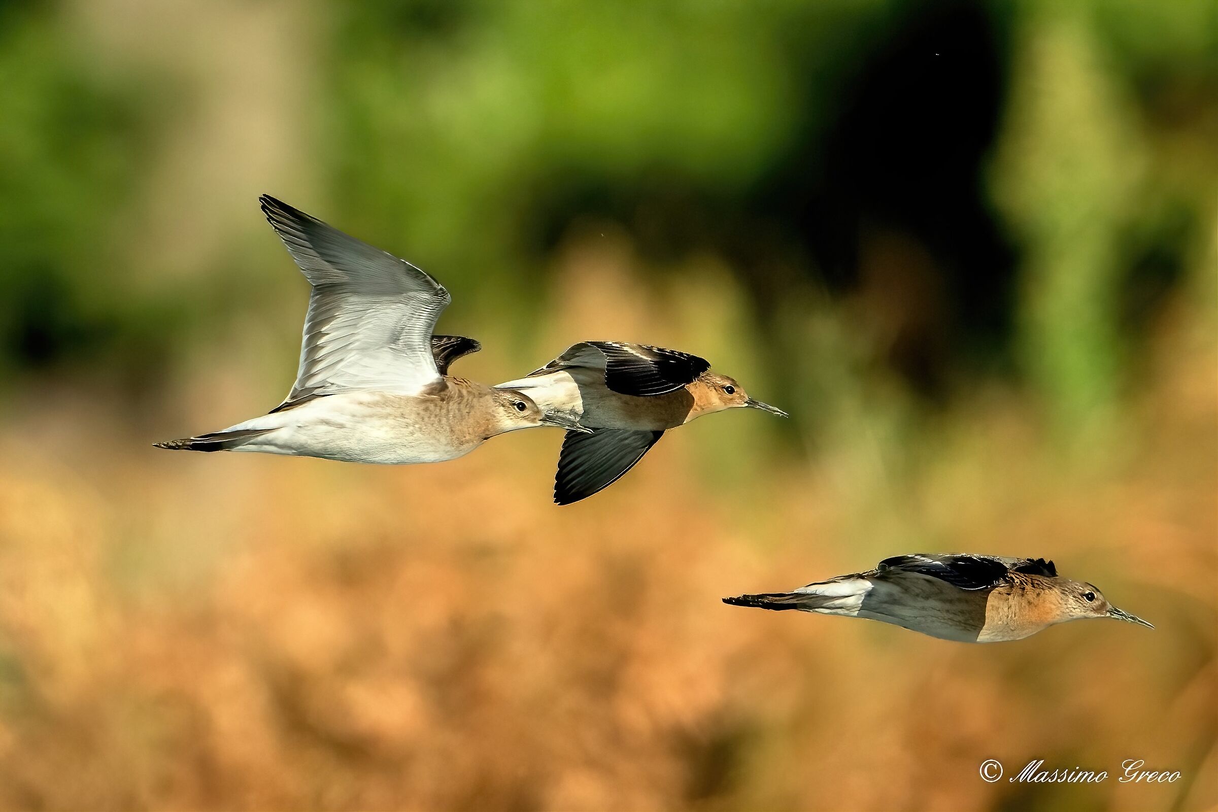 Fighters (Philomachus pugnax)