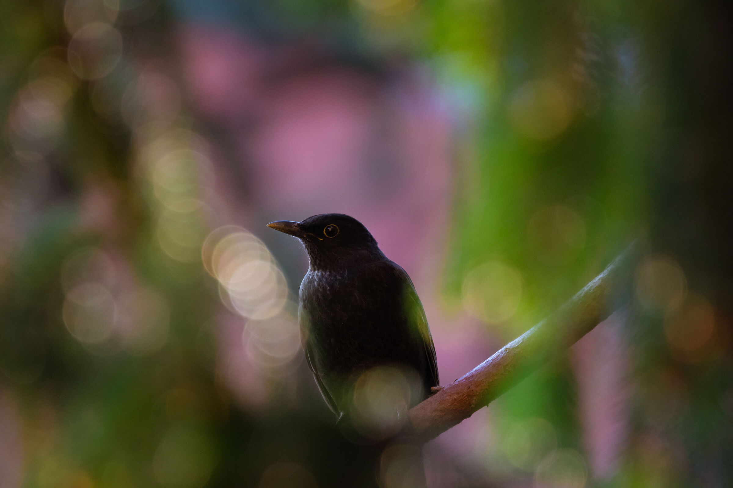 The Blackbird is ingenious