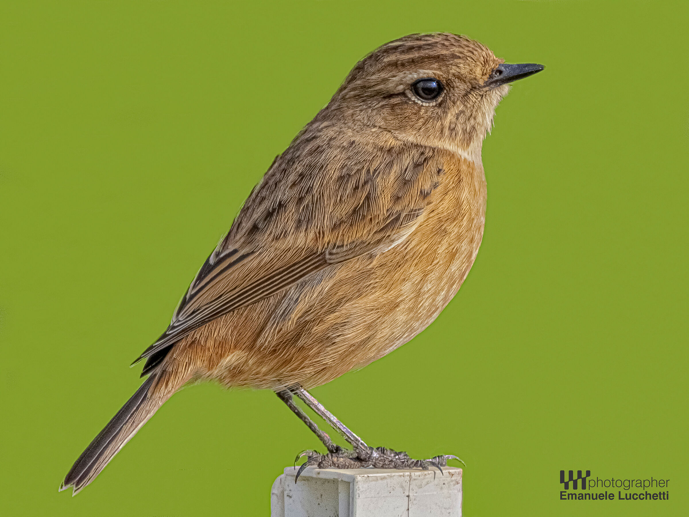 Saltimpalo (femmina)