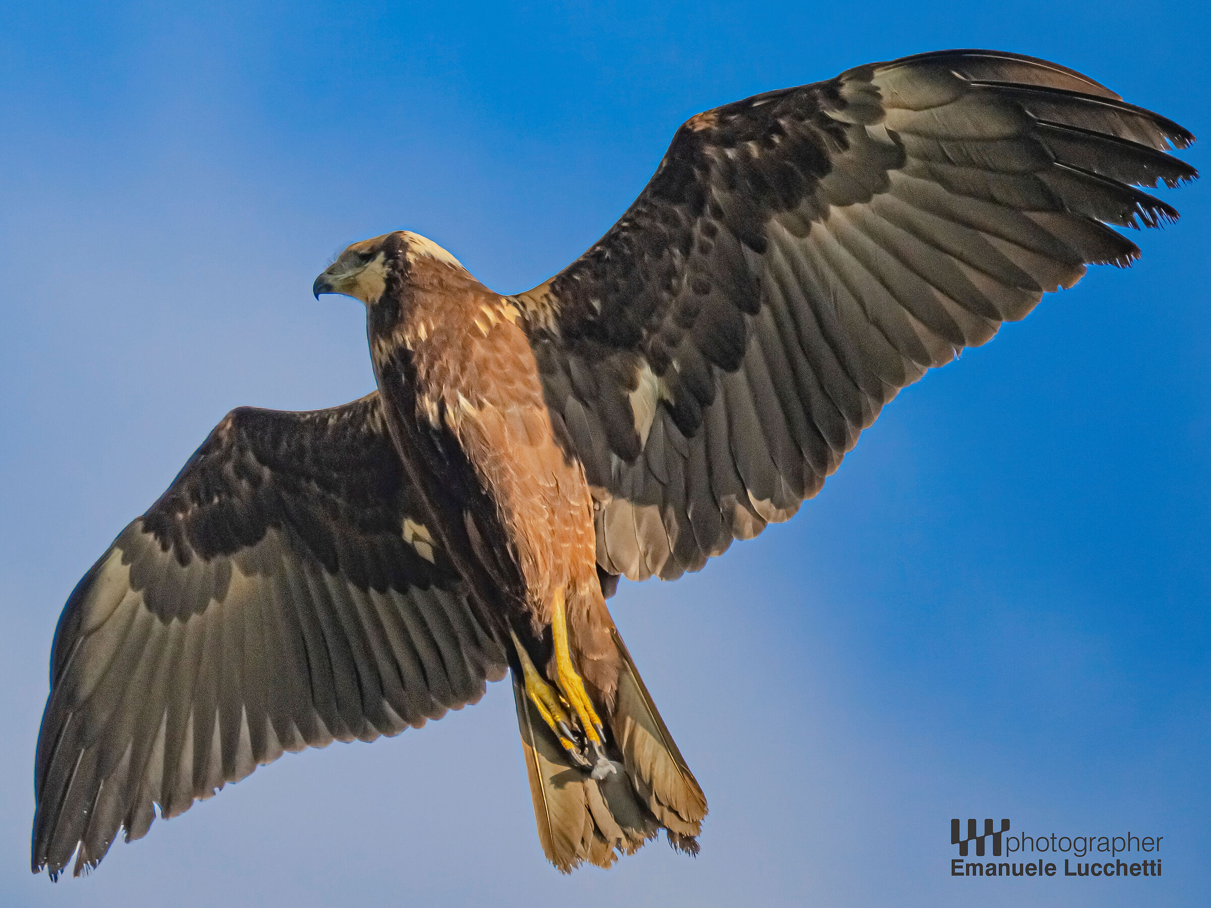 Falco di palude (femmina)