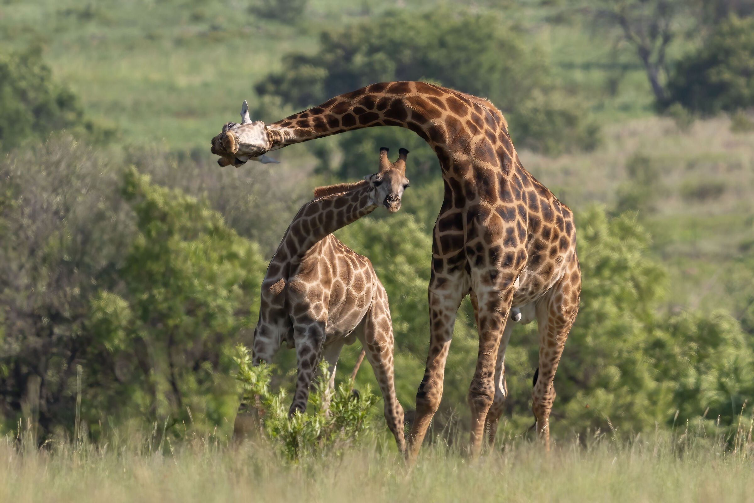 Affection