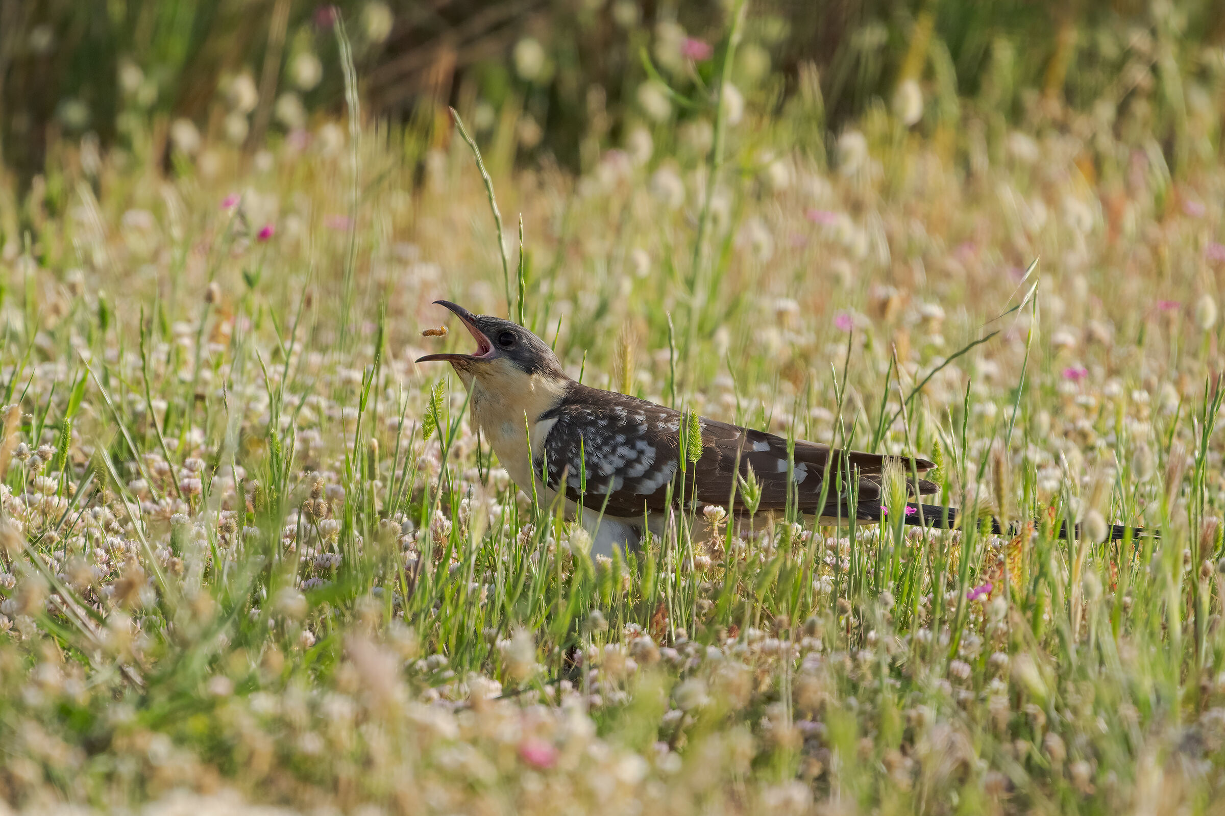 Tufted cuckoo