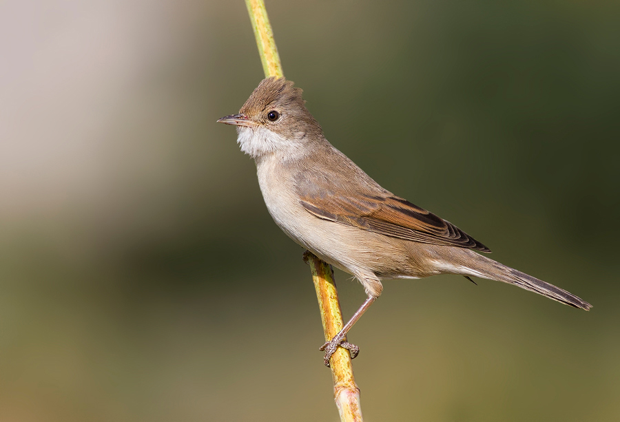 Whitethroat