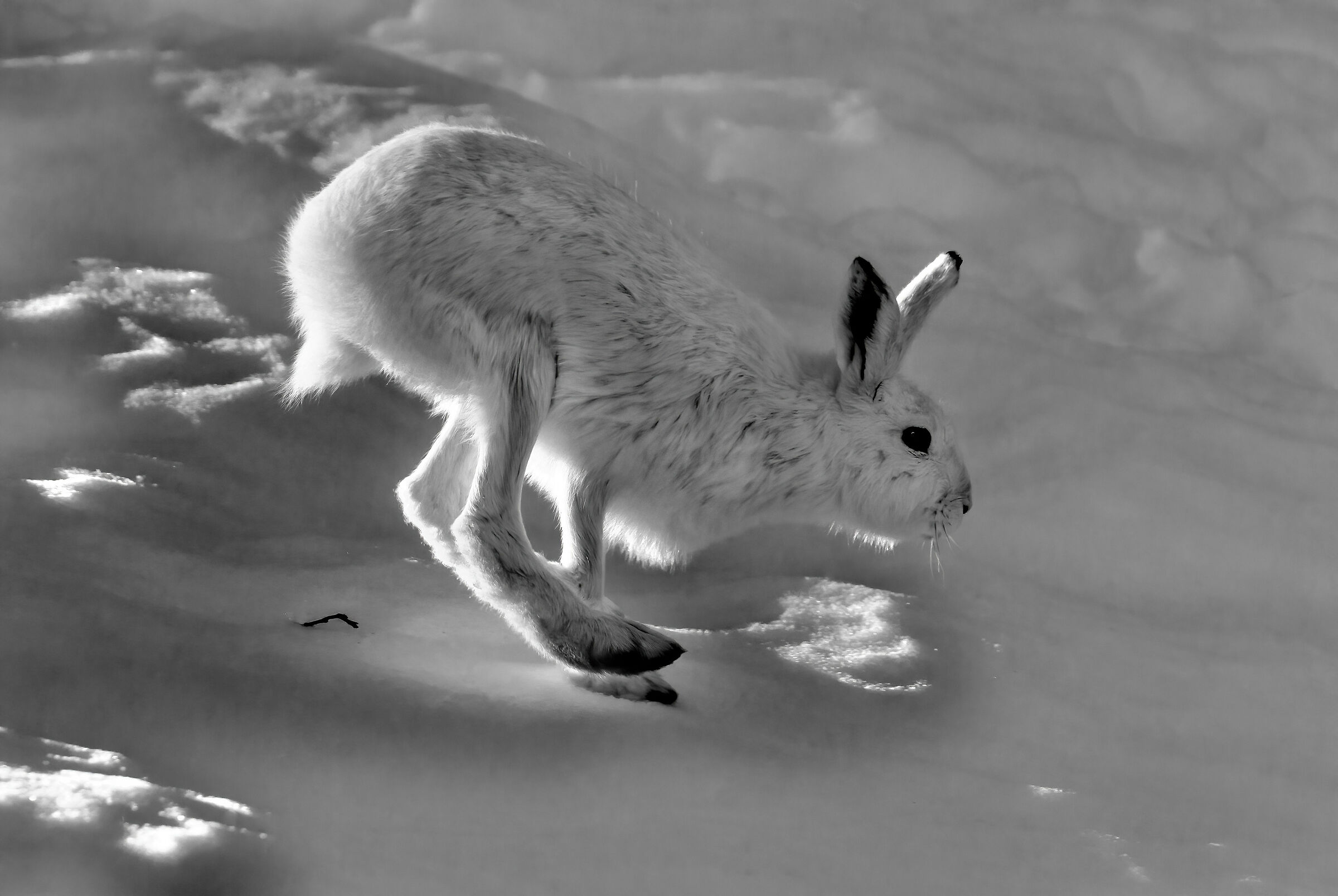 Lepre variabile (Lepus timidus)