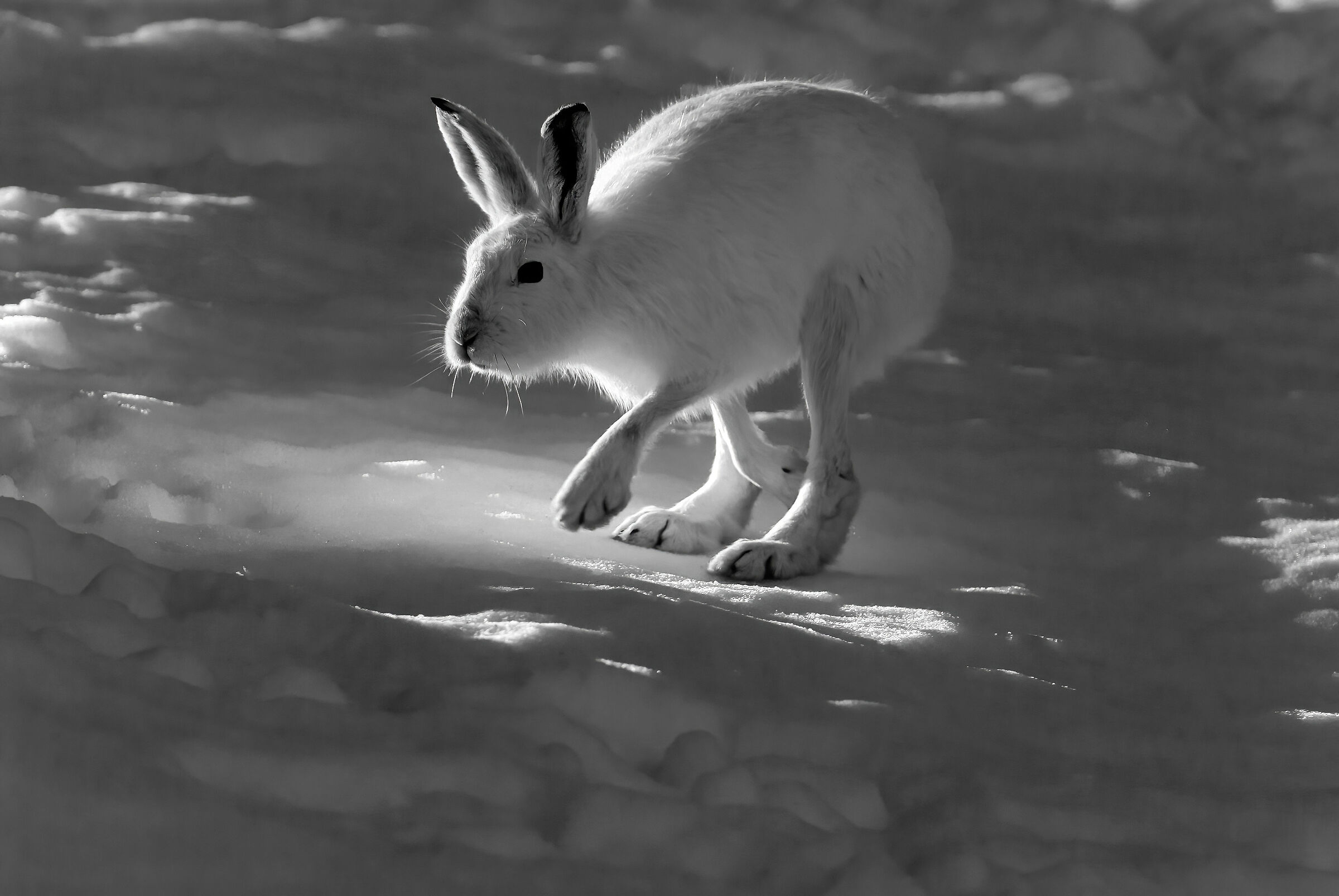 Lepre variabile (Lepus timidus)