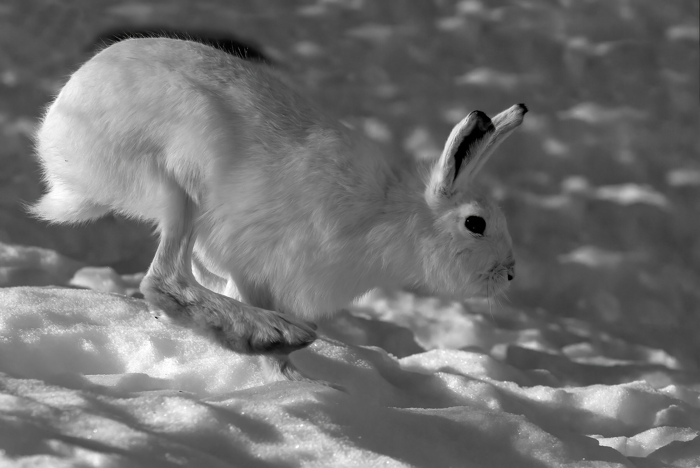 Lepre variabile (Lepus timidus)