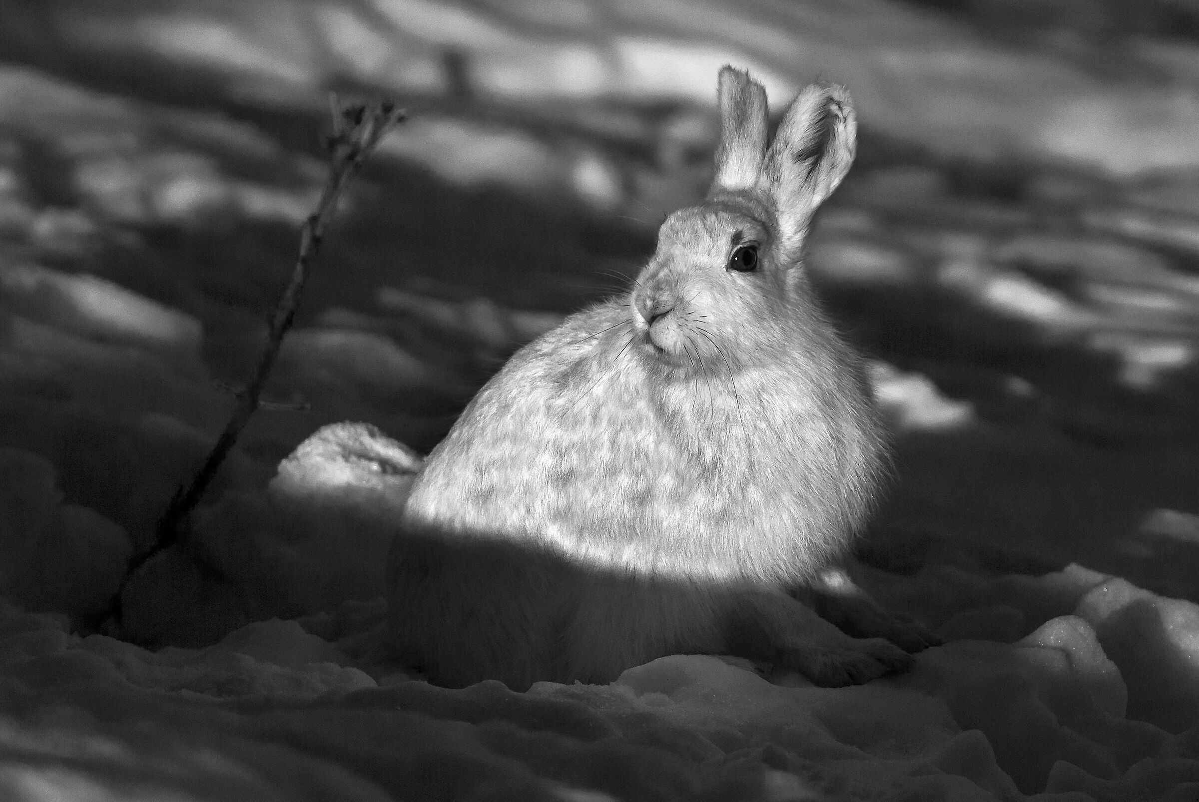 Lepre variabile (Lepus timidus)