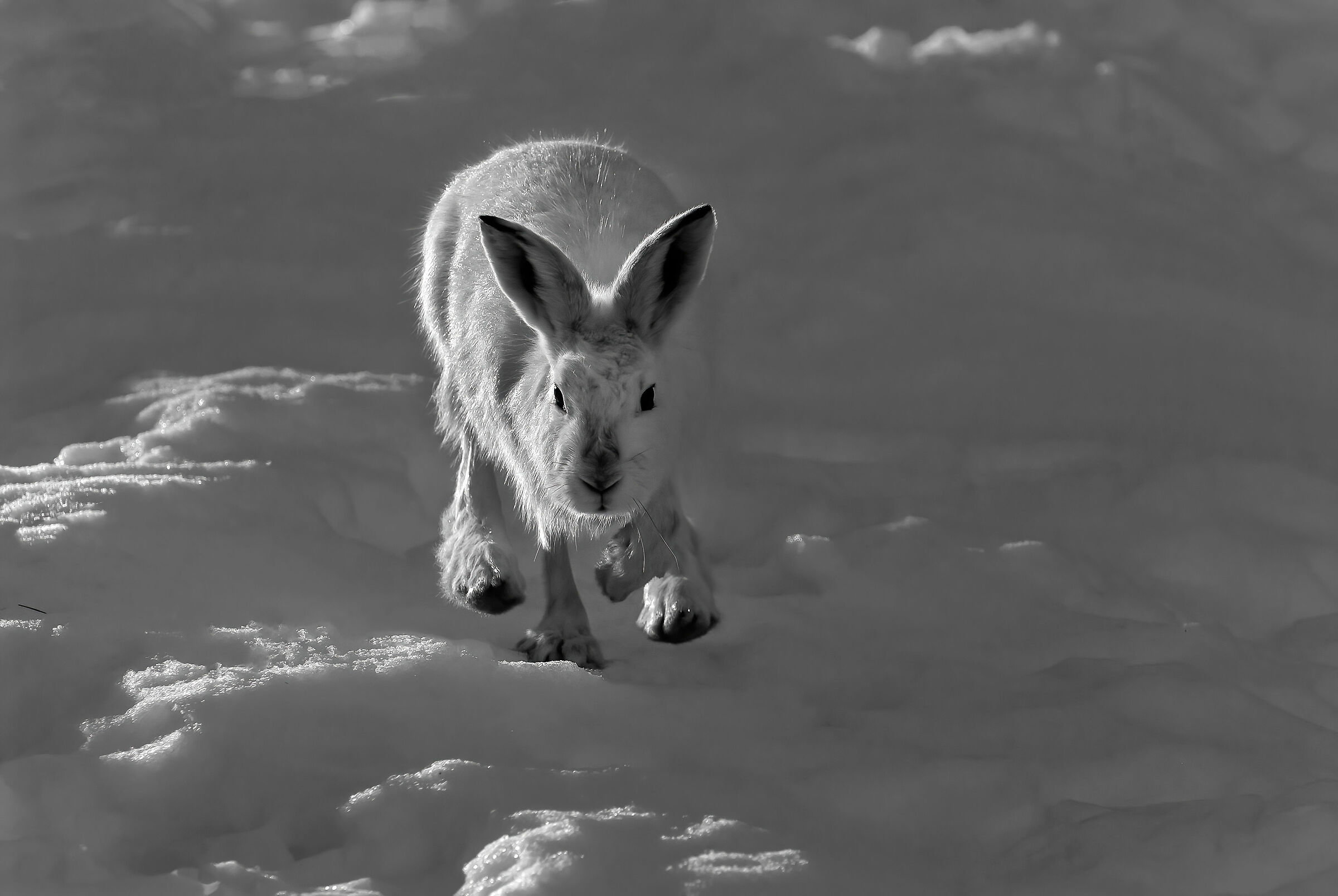 Lepre variabile (Lepus timidus)