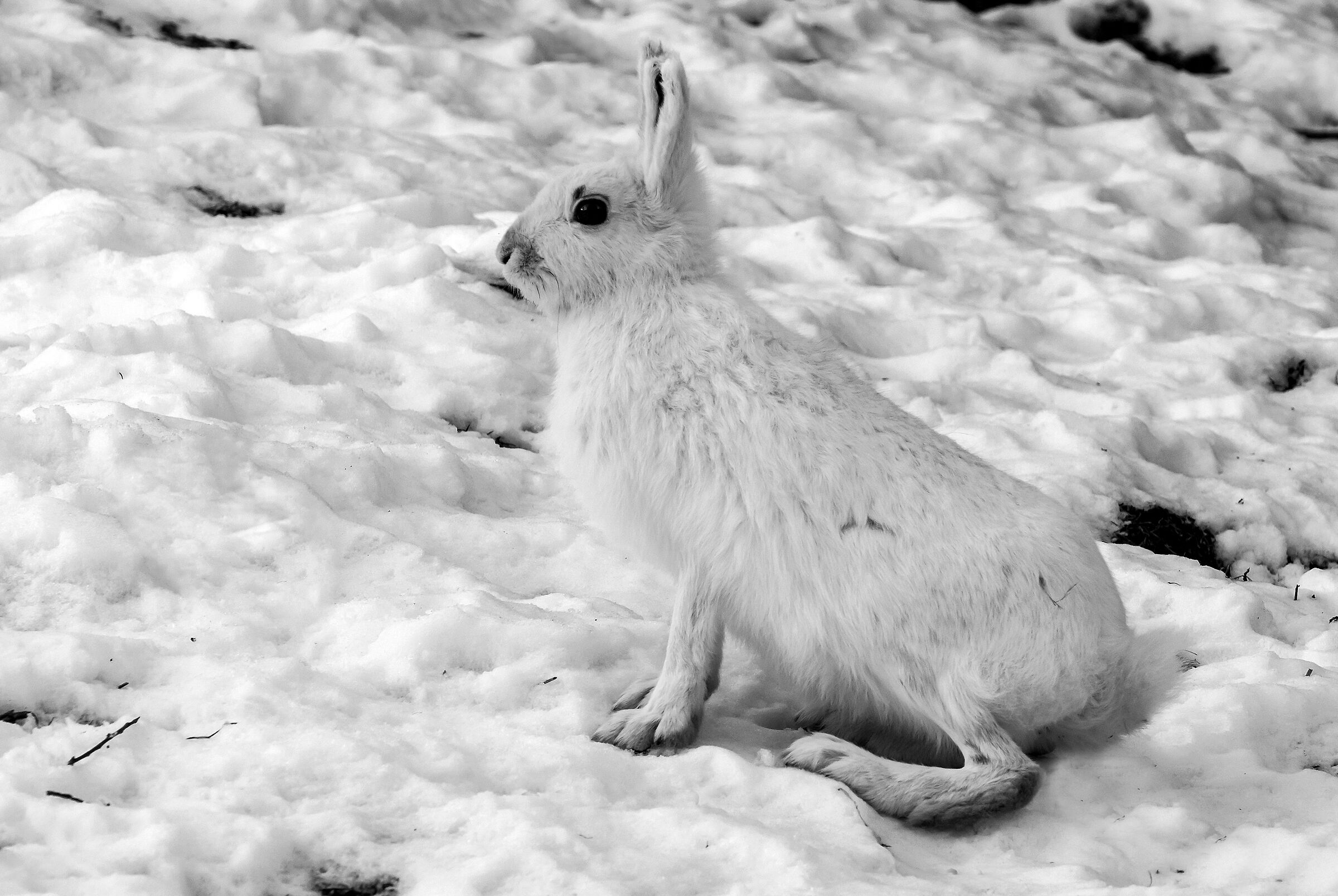 Lepre variabile (Lepus timidus)