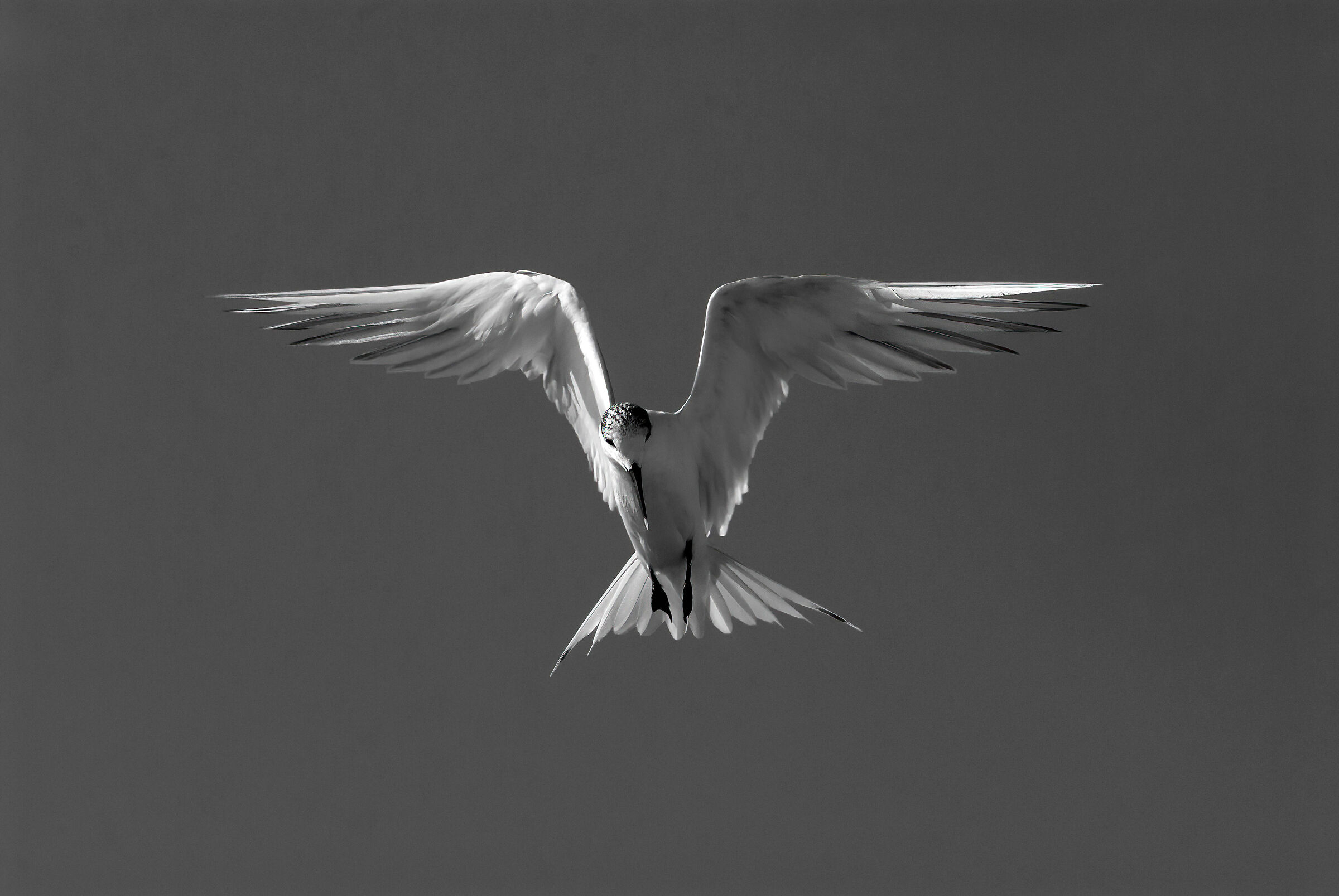 Sterna beccapesci (Sterna sandvicensis)