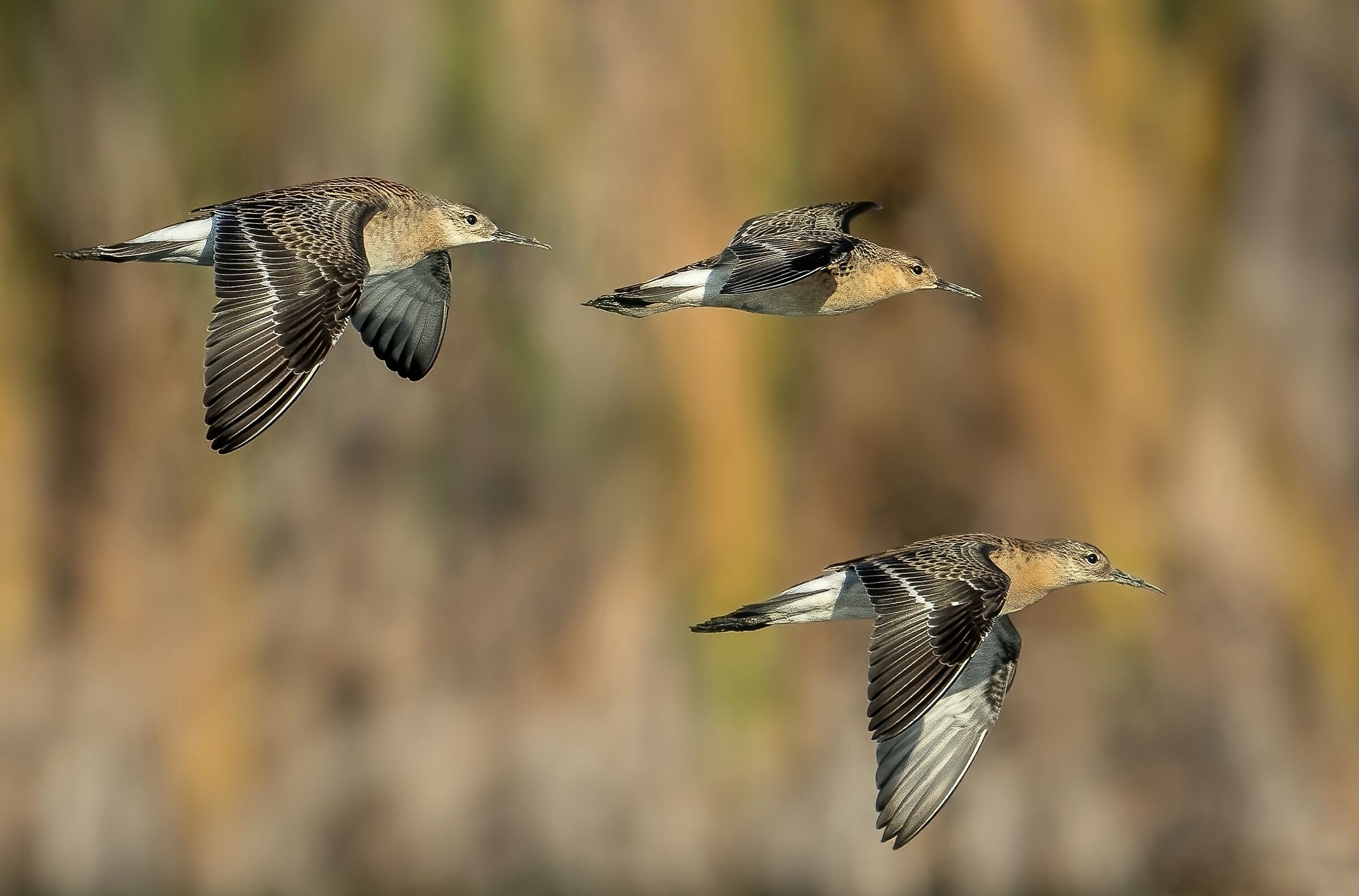 Fighters (Philomachus pugnax)