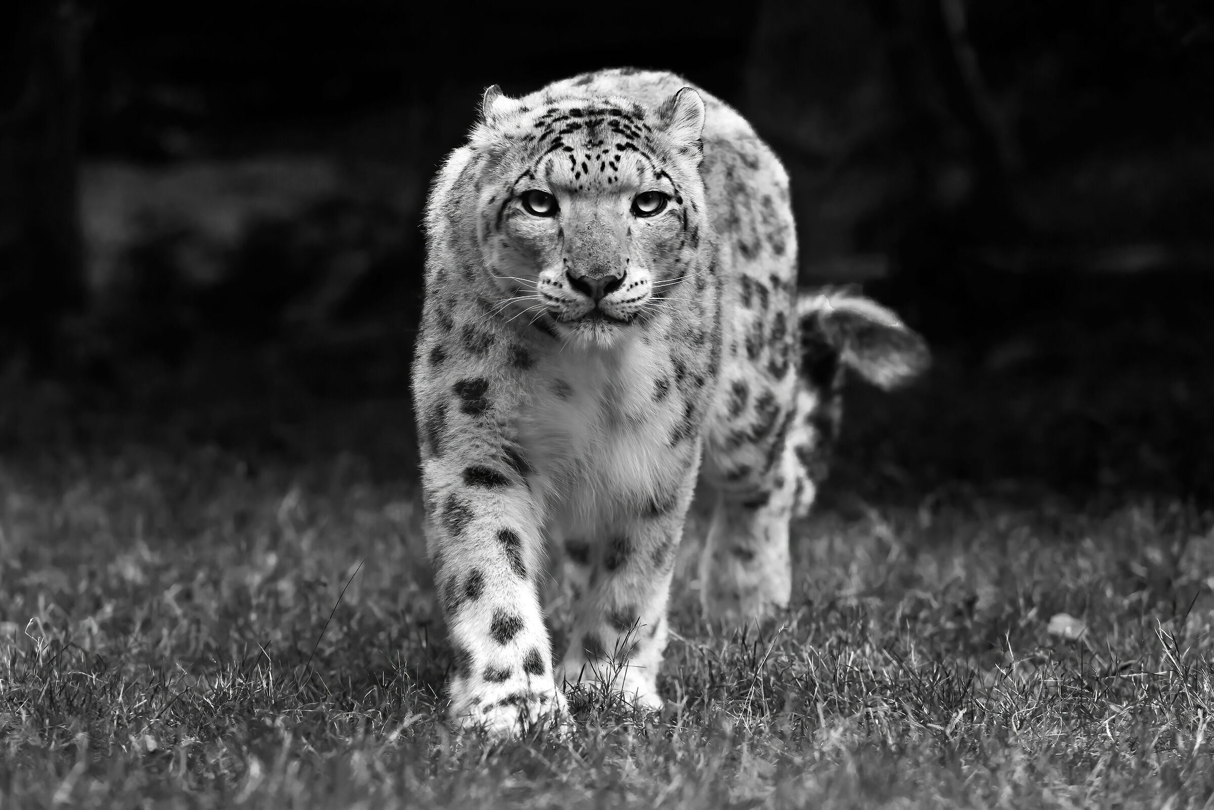 Leopardo delle nevi (Panthera uncia)