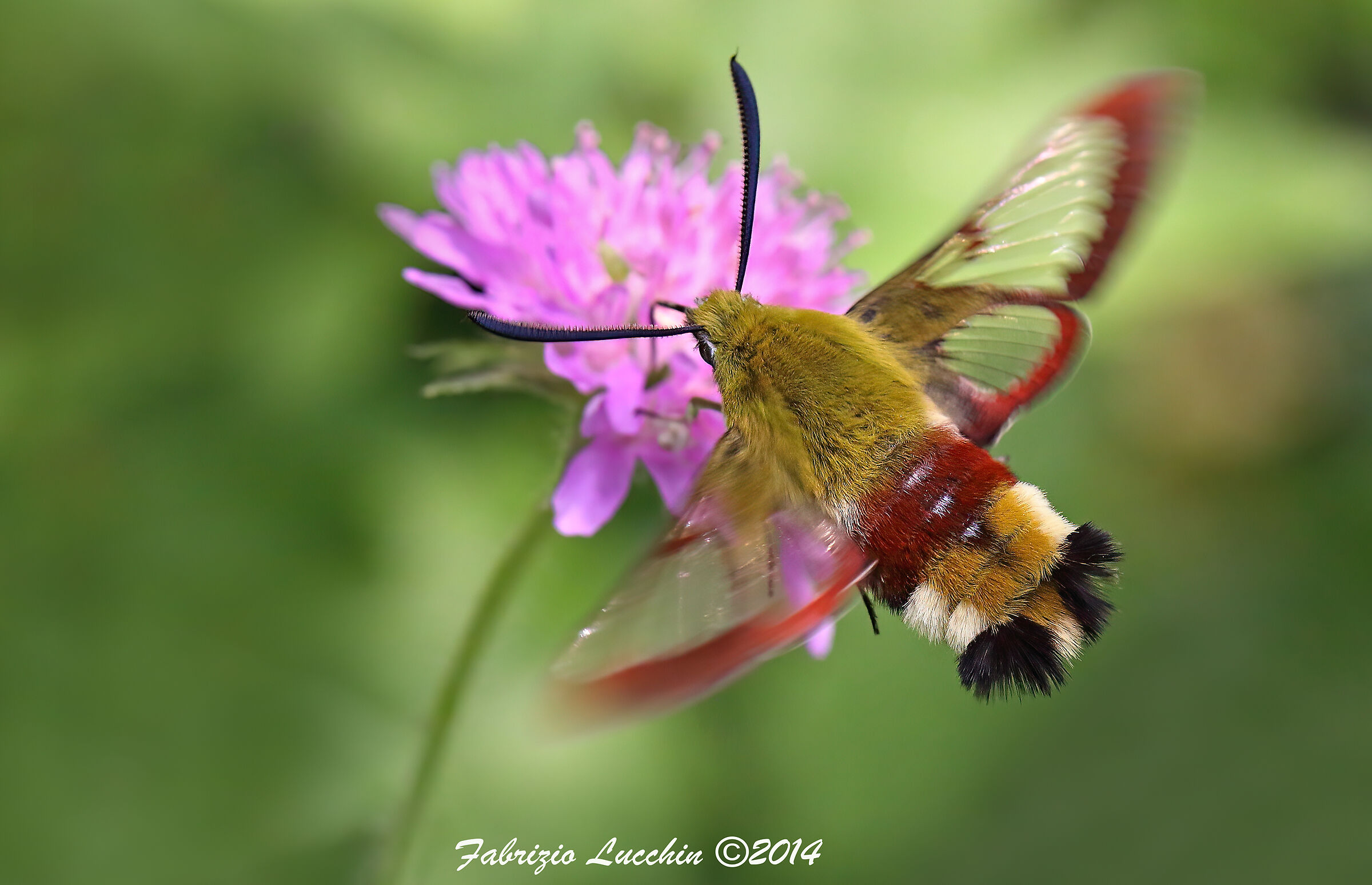 Hemaris fuciformis