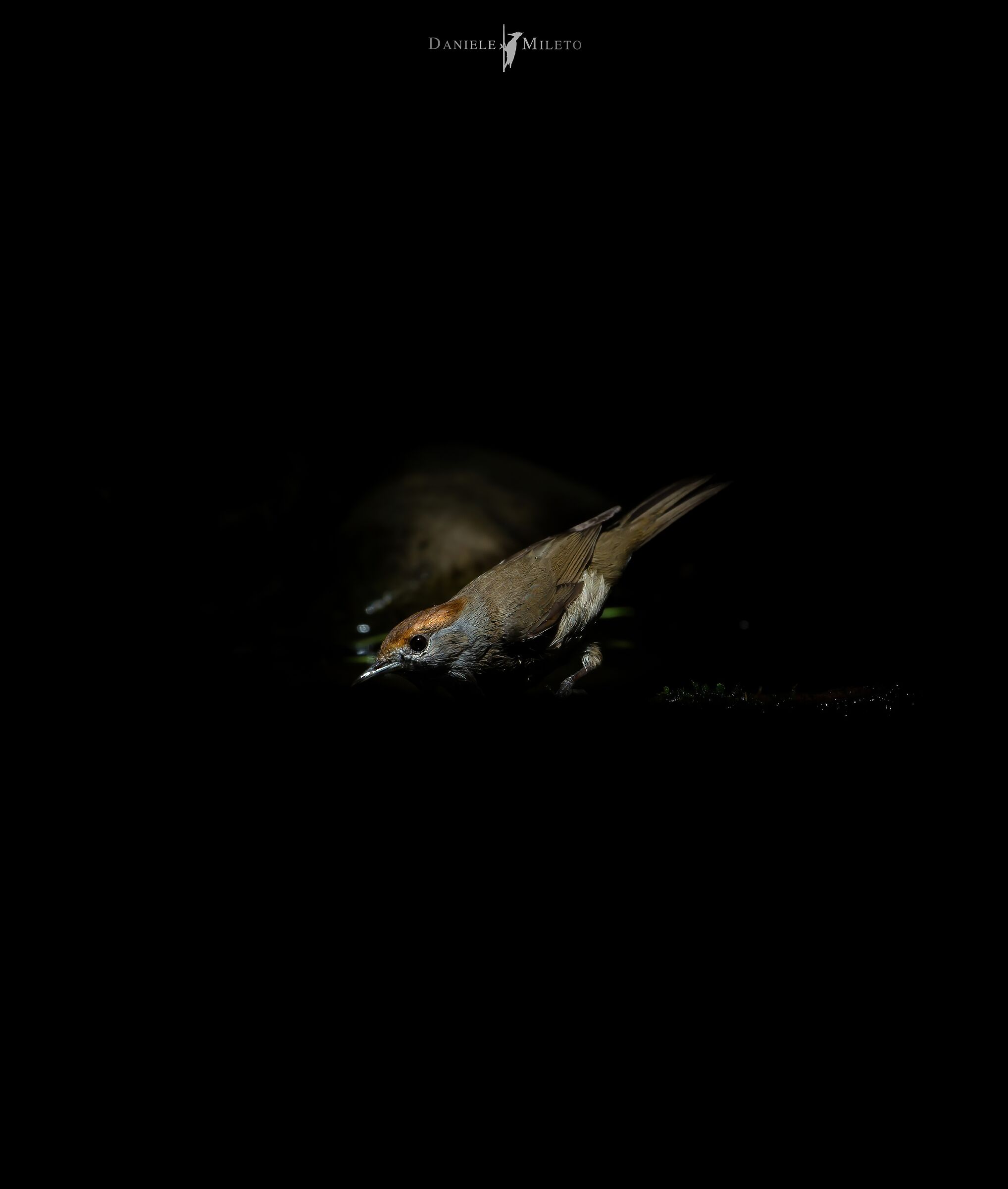 The last ray-Capinera female