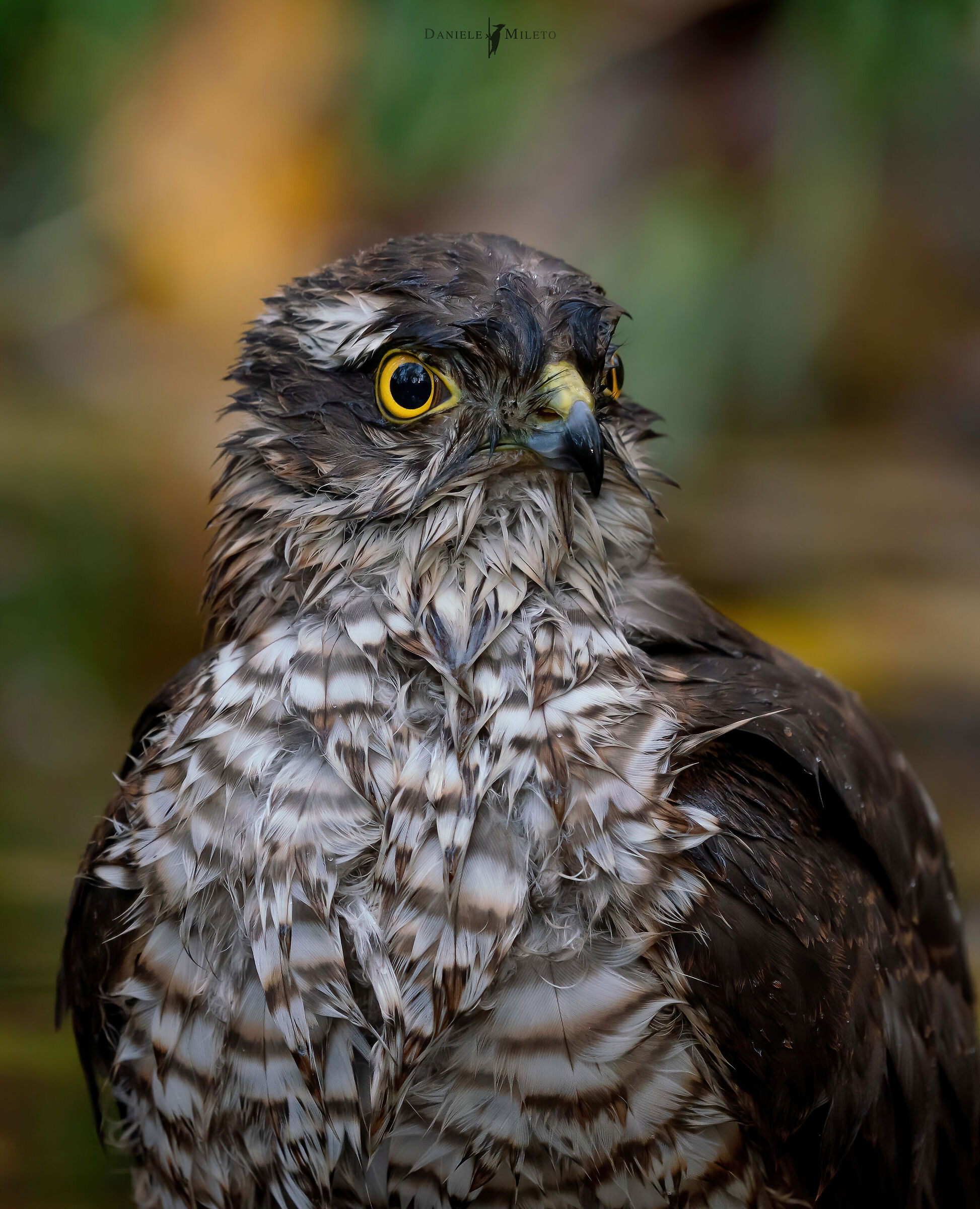 Portrait of the soaking Sparrowhawk