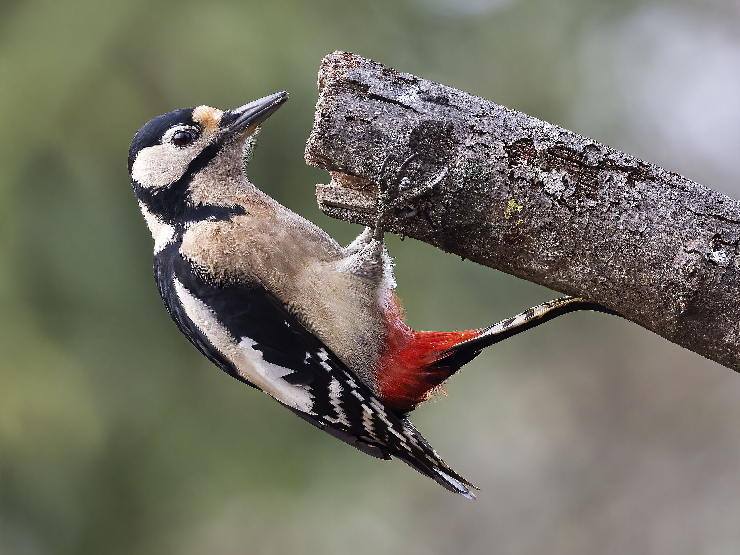 Picchio rosso maggiore