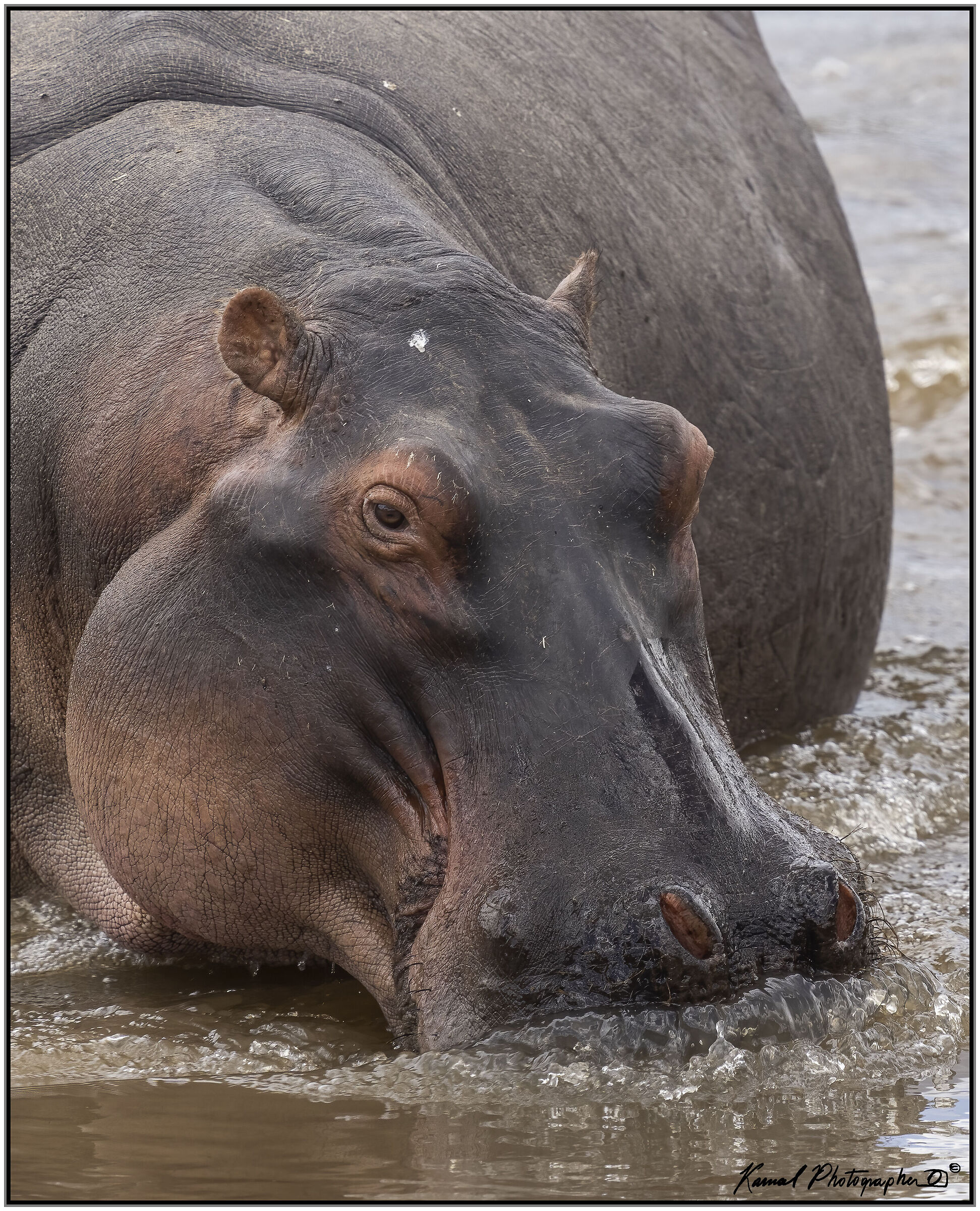 Hippopotamus amphibius