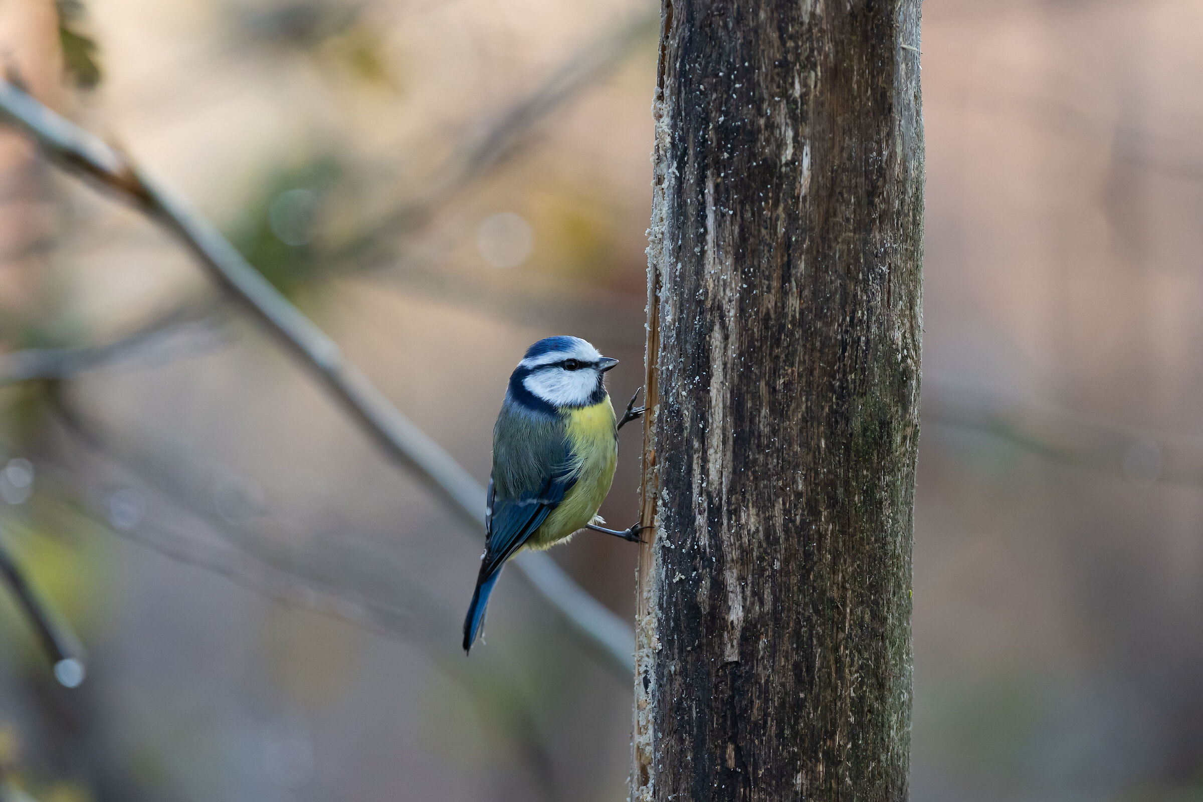 Curone Park - Montevecchia