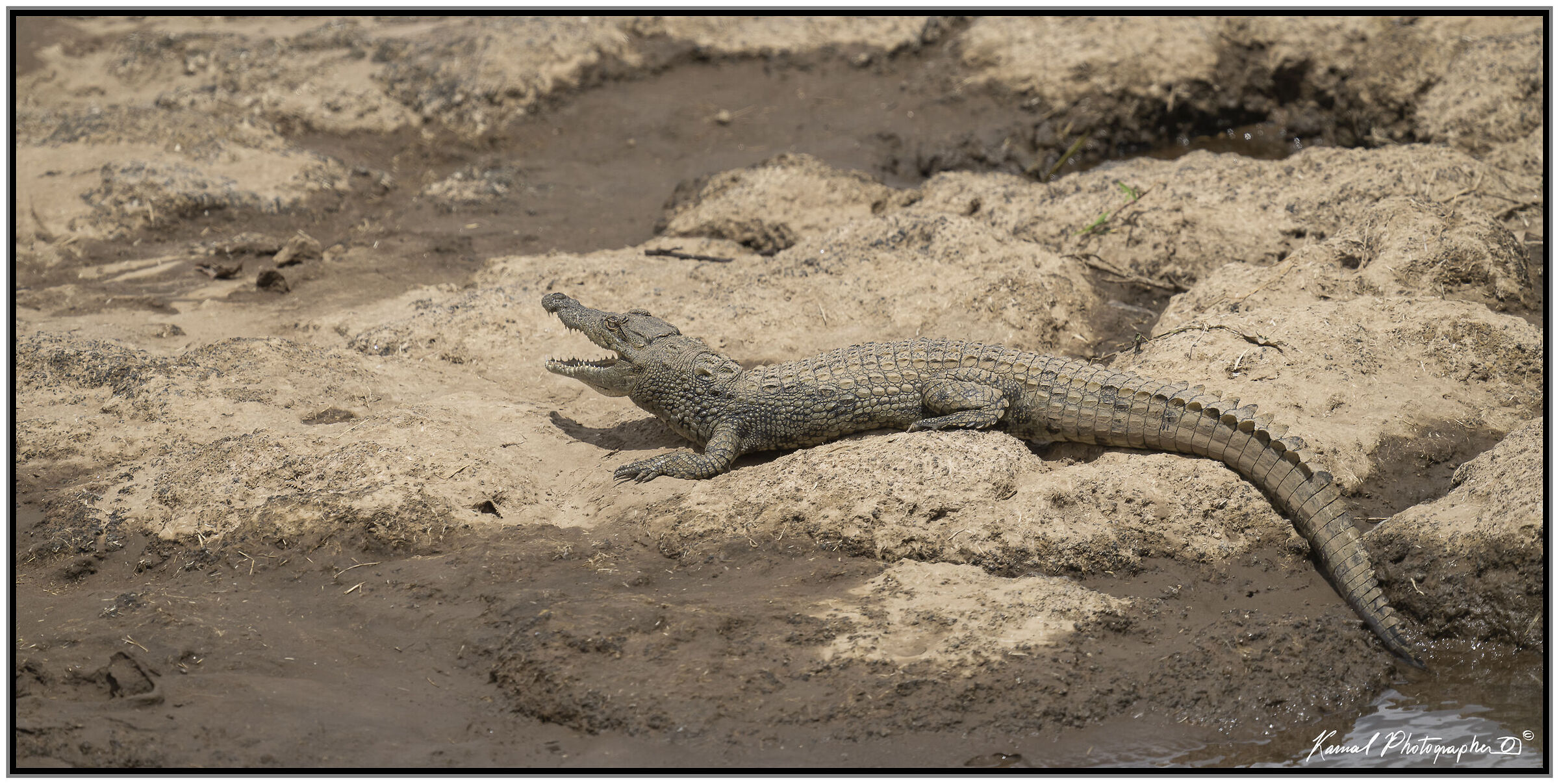 Crocodylus niloticus