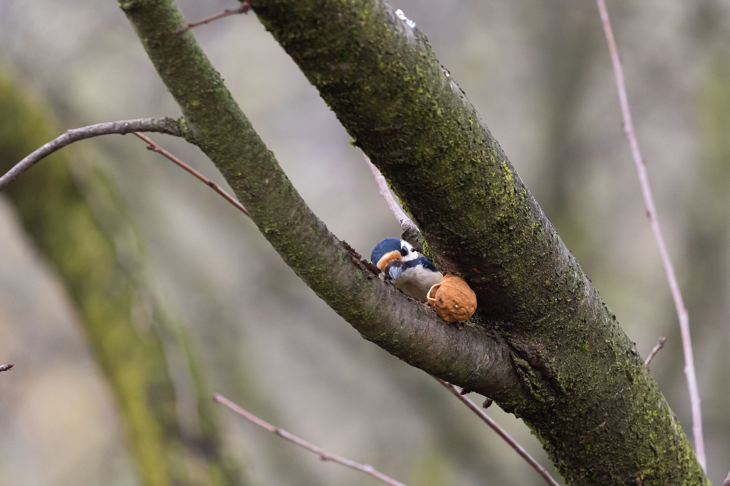Curone Park - Montevecchia