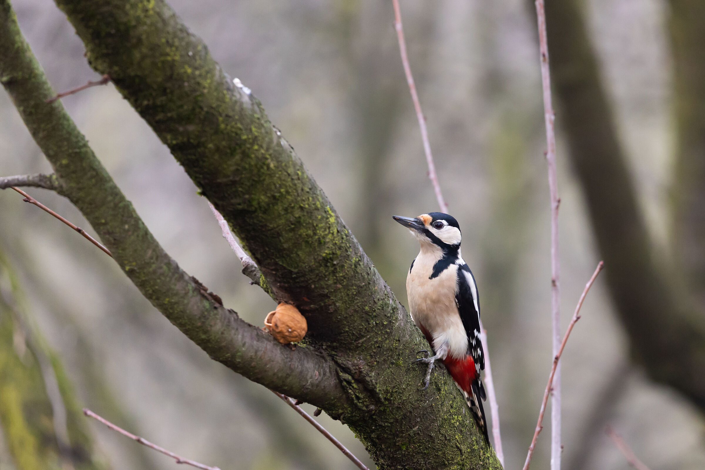 Curone Park - Montevecchia