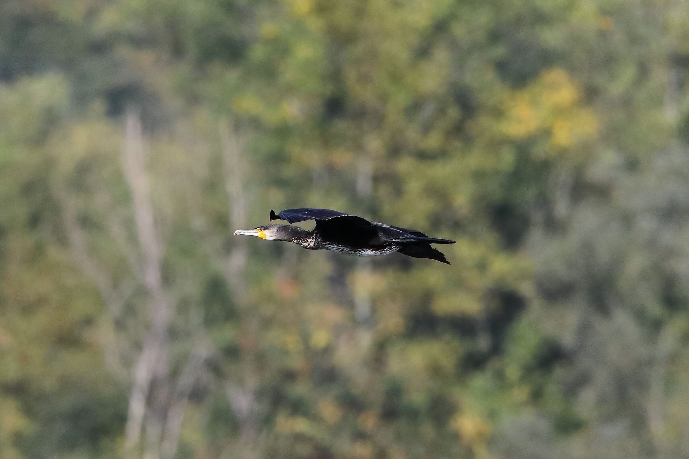 cormorano 26-10-2022