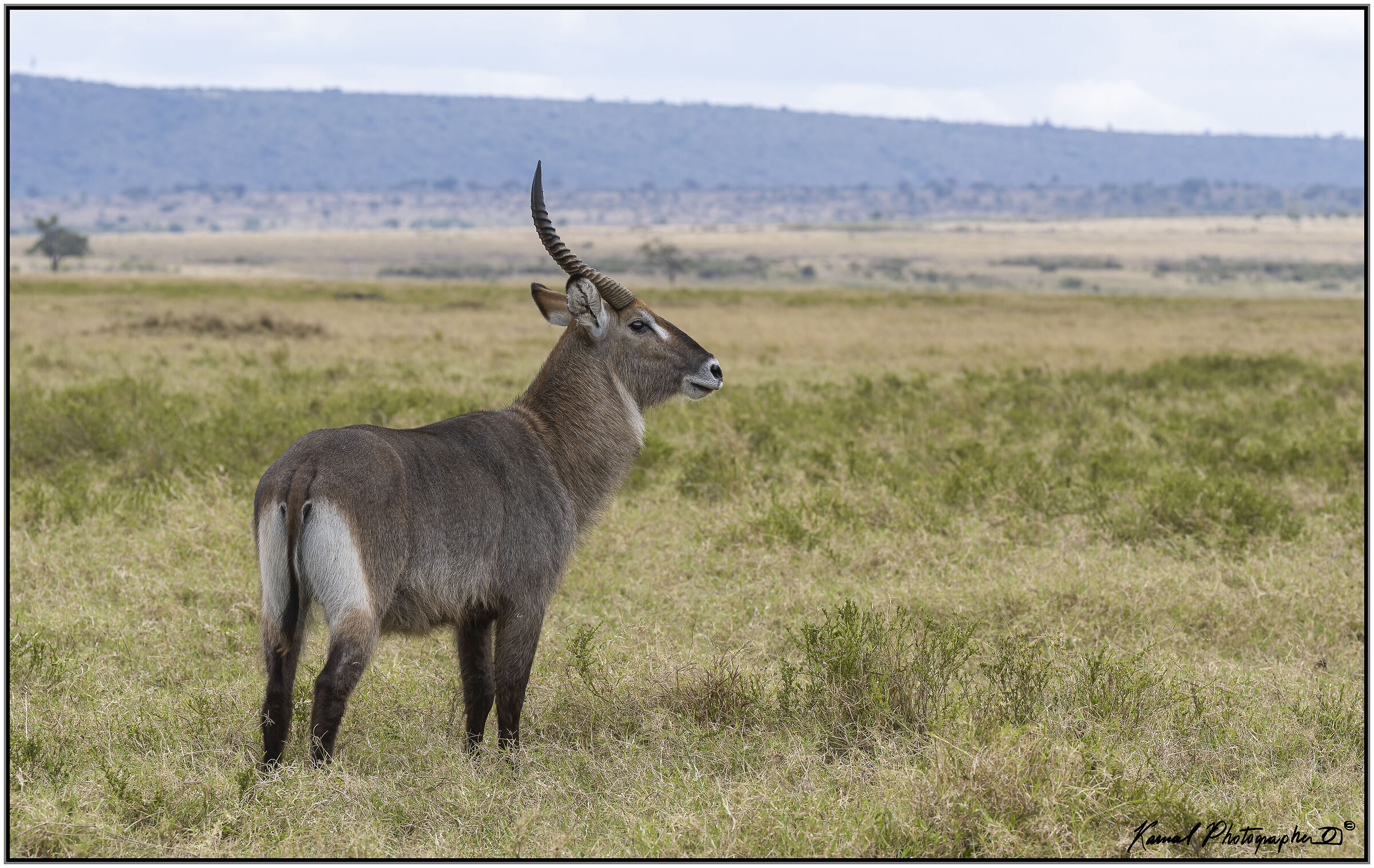 Kobus ellipsiprymnus