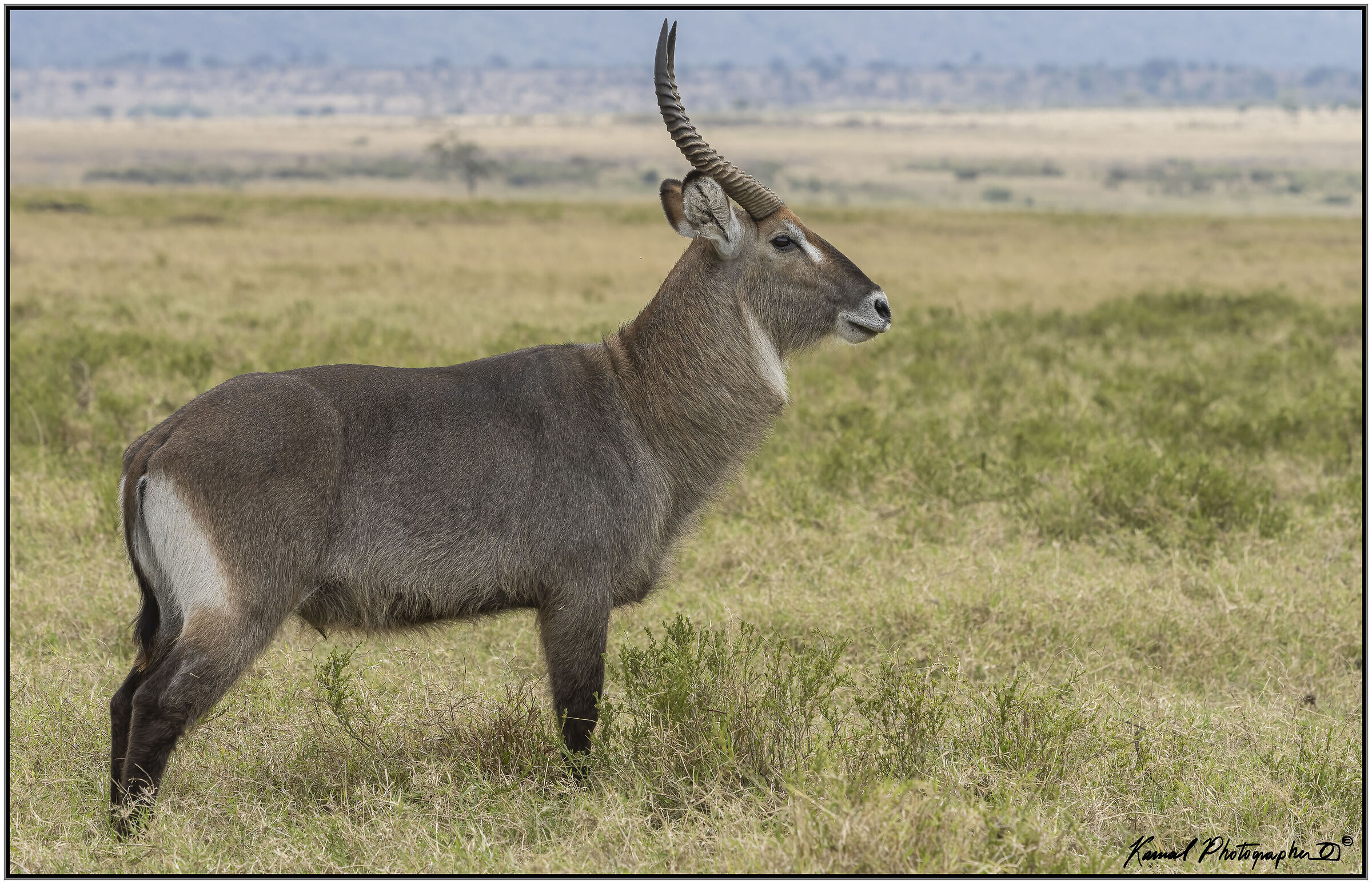 Kobus ellipsiprymnus