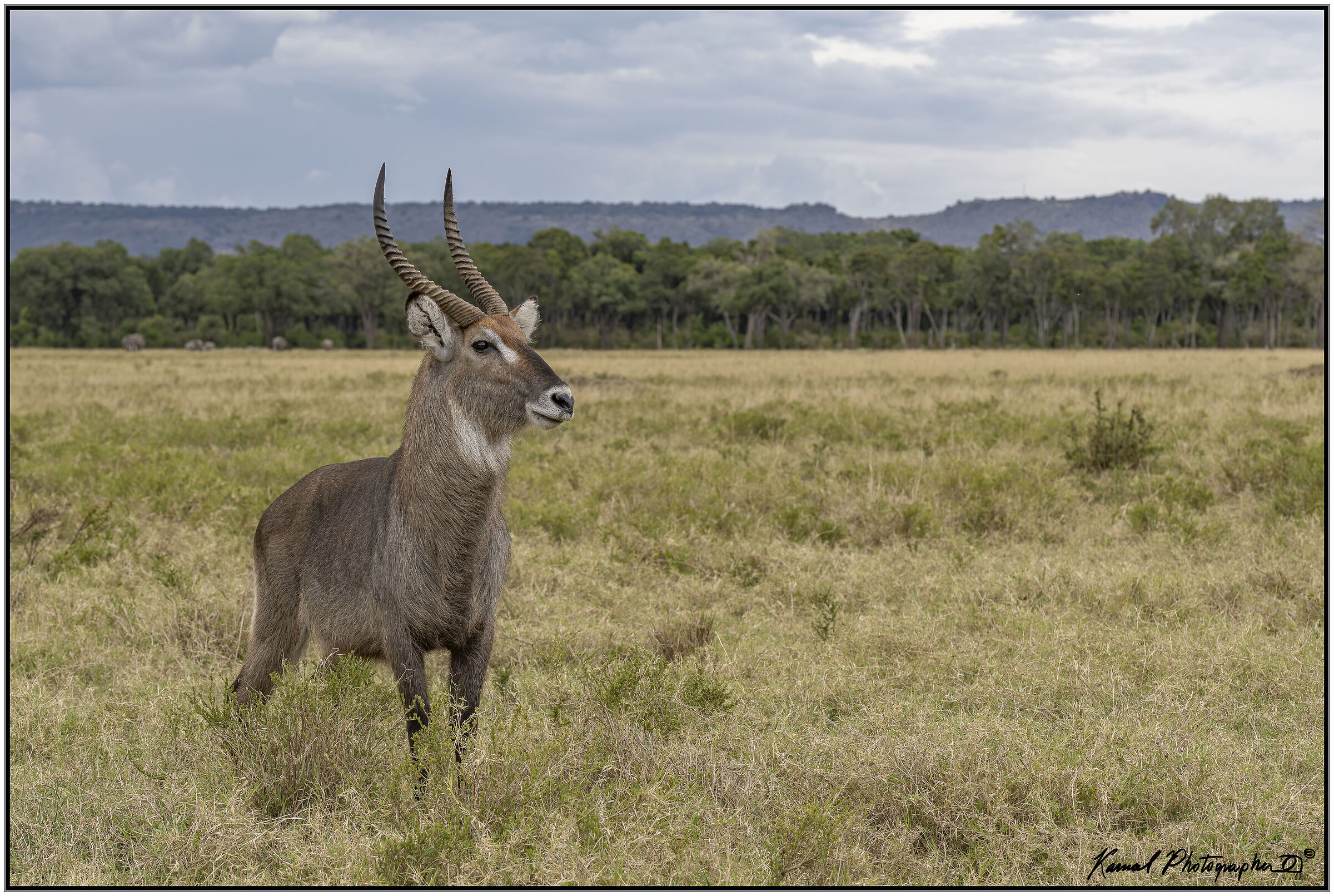 Kobus ellipsiprymnus
