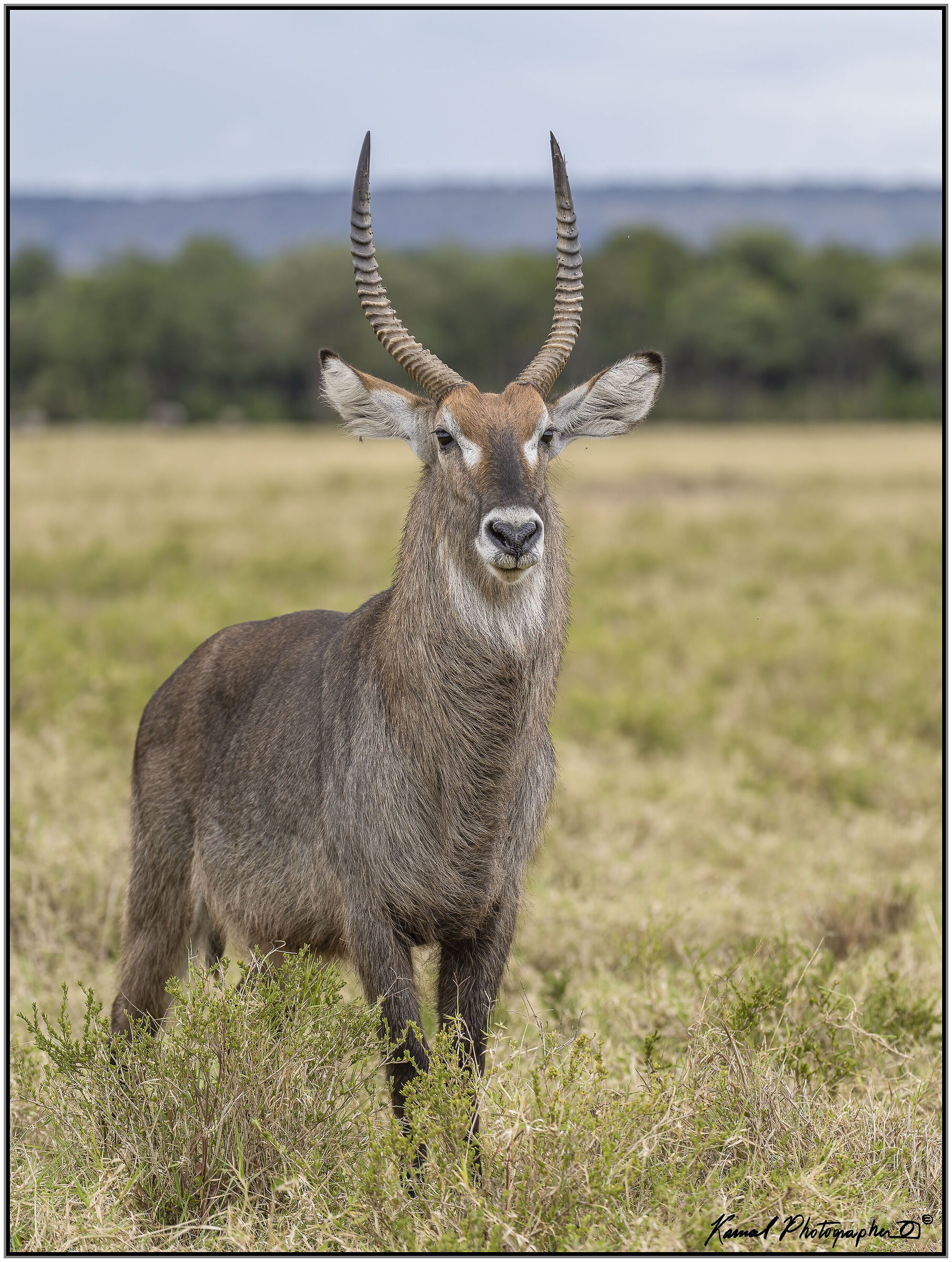 Kobus ellipsiprymnus