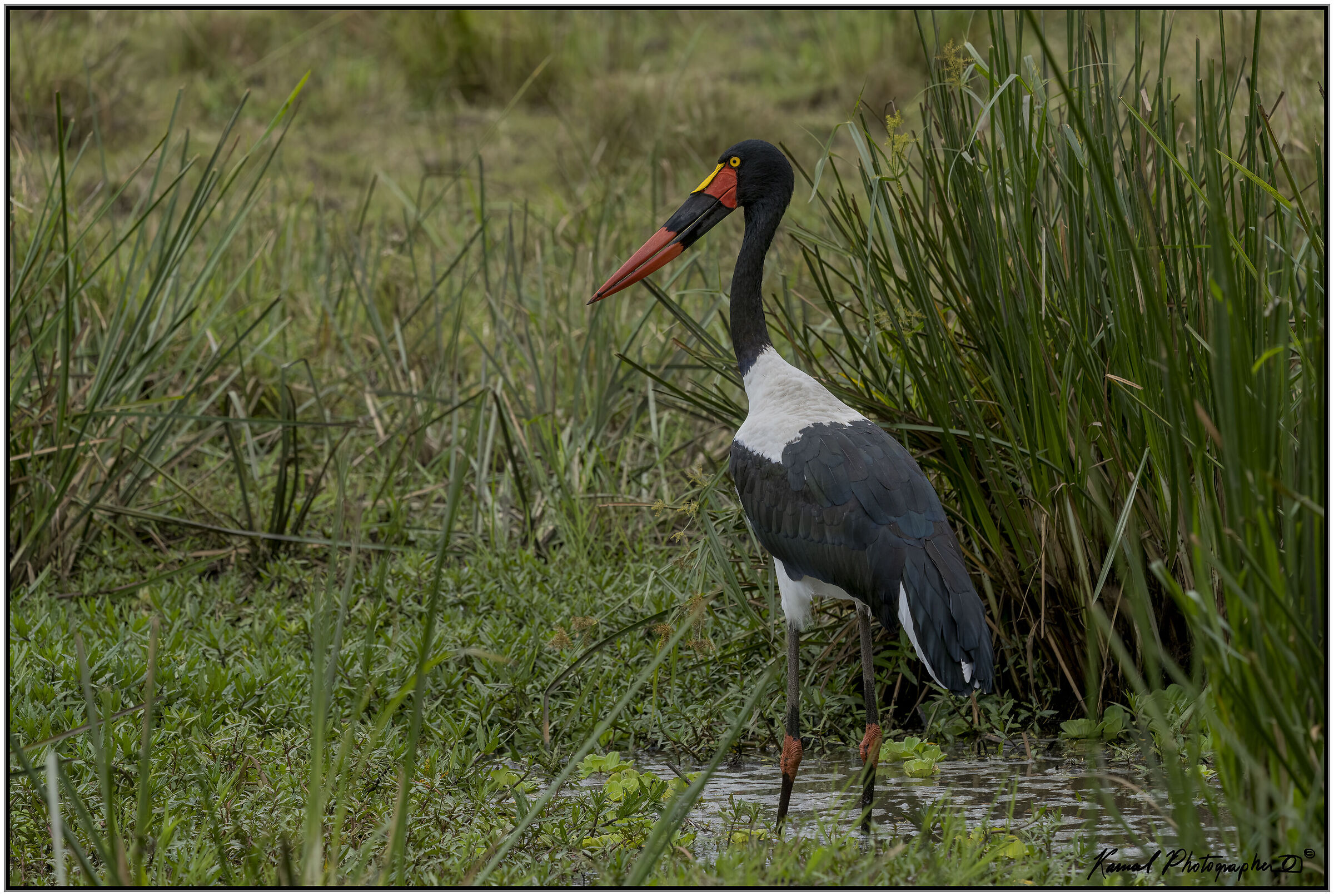 Ephippiorhynchus senegalensis