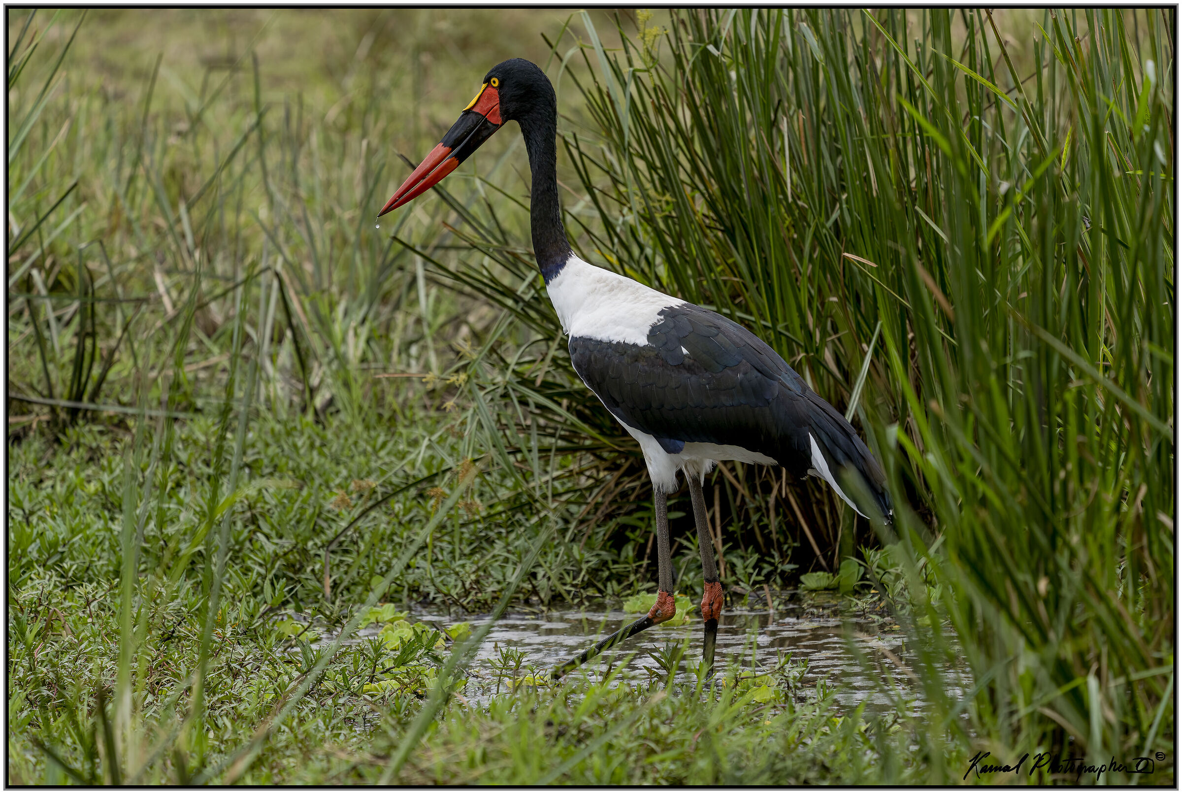 Ephippiorhynchus senegalensis