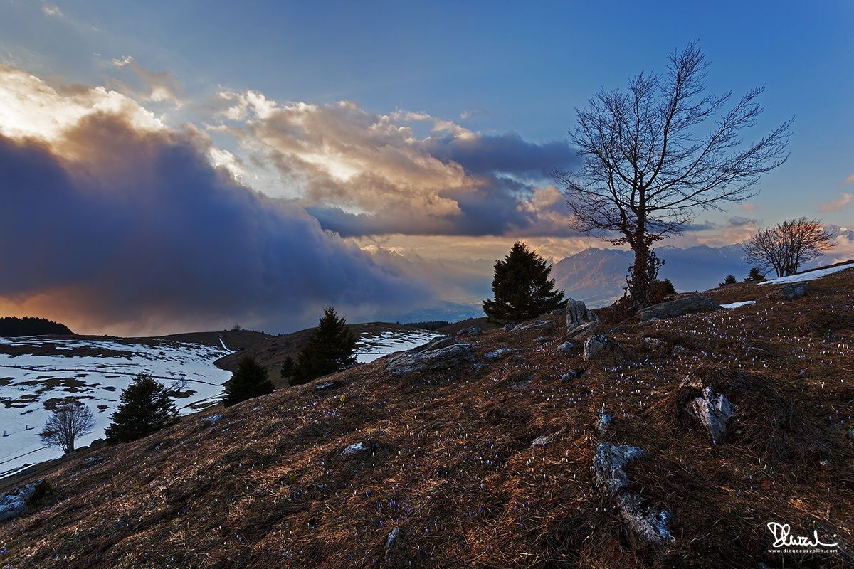 Primavera in Cansiglio