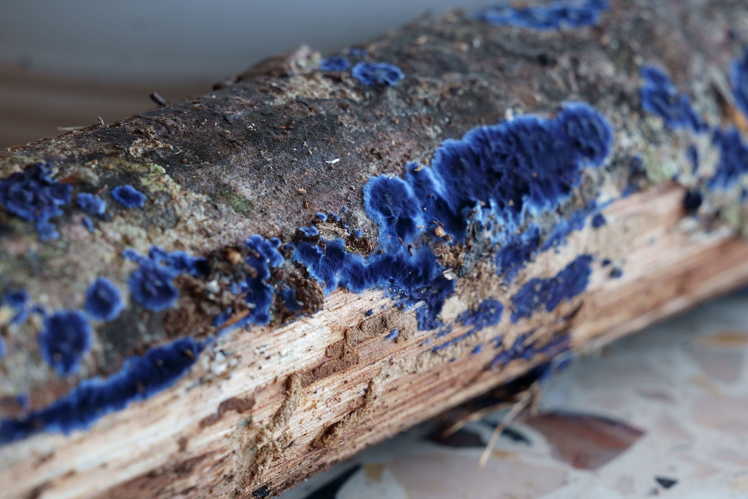 Fungi? Mold?lichen? BlueElectricPurple