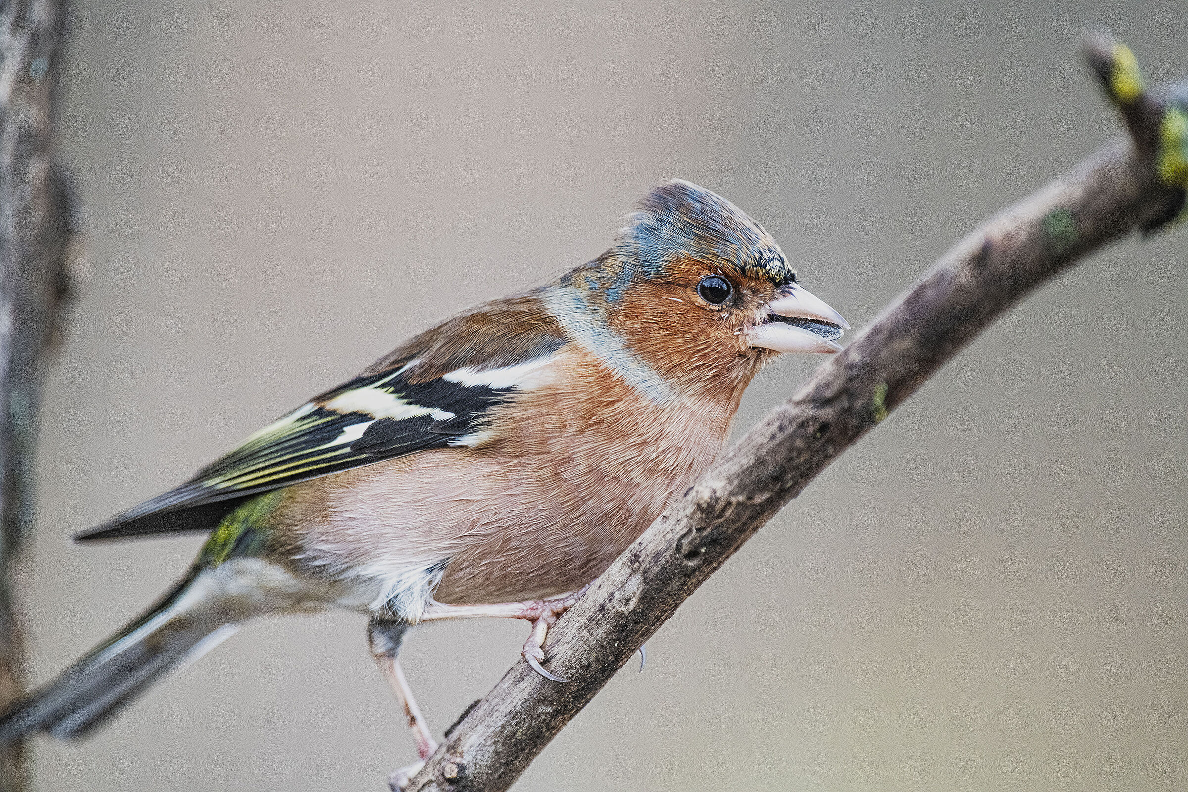 Chaffinch