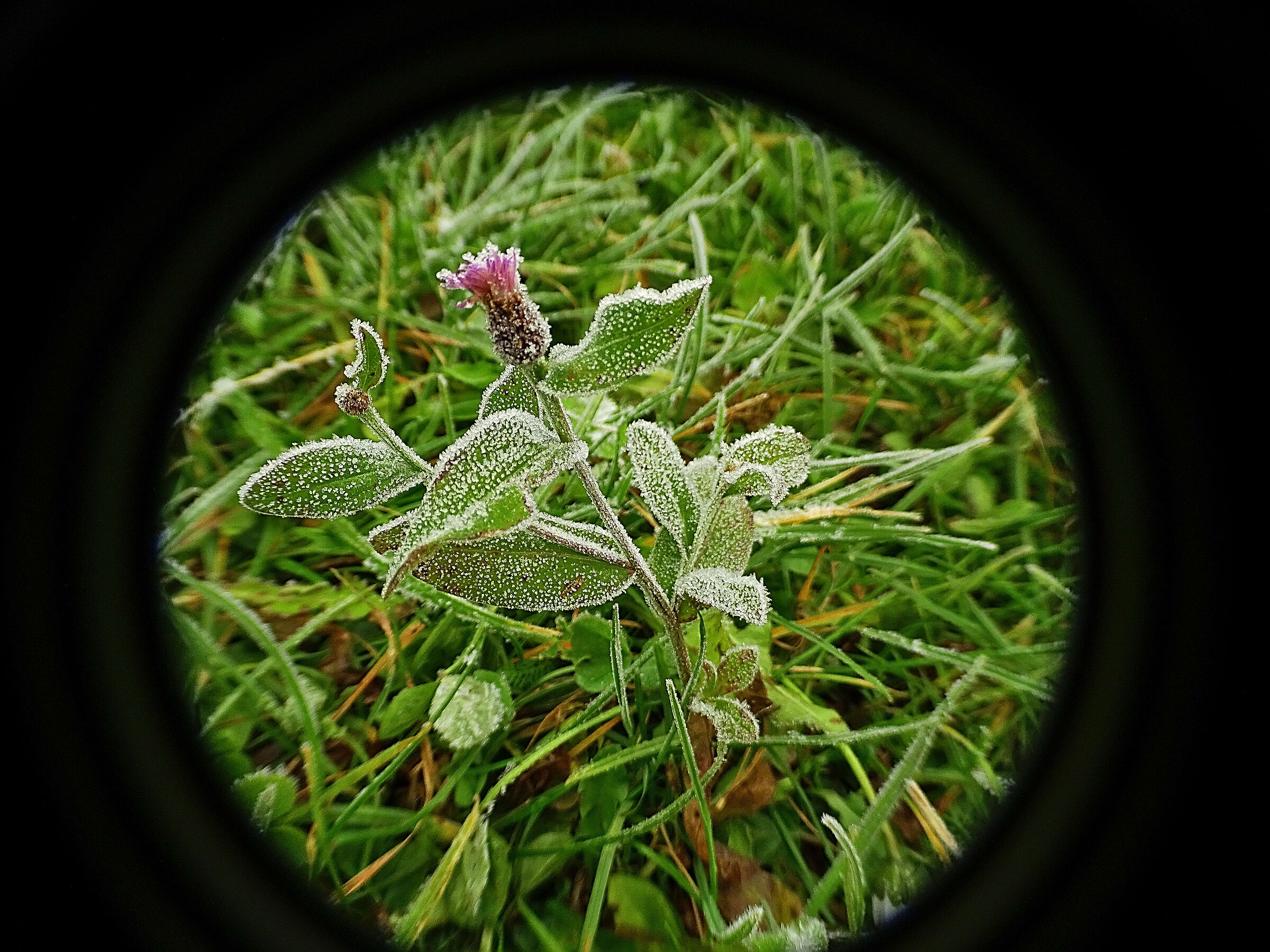 First winter