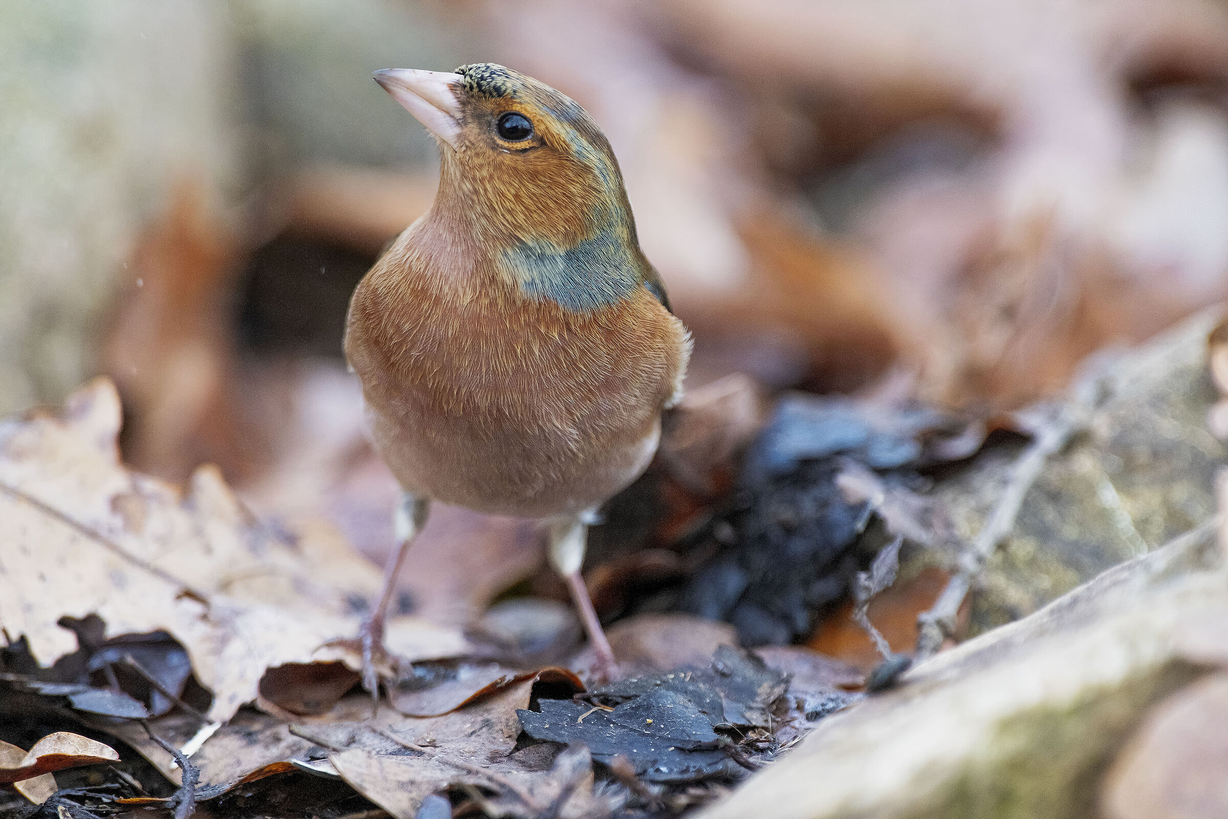 Curious chaffinch