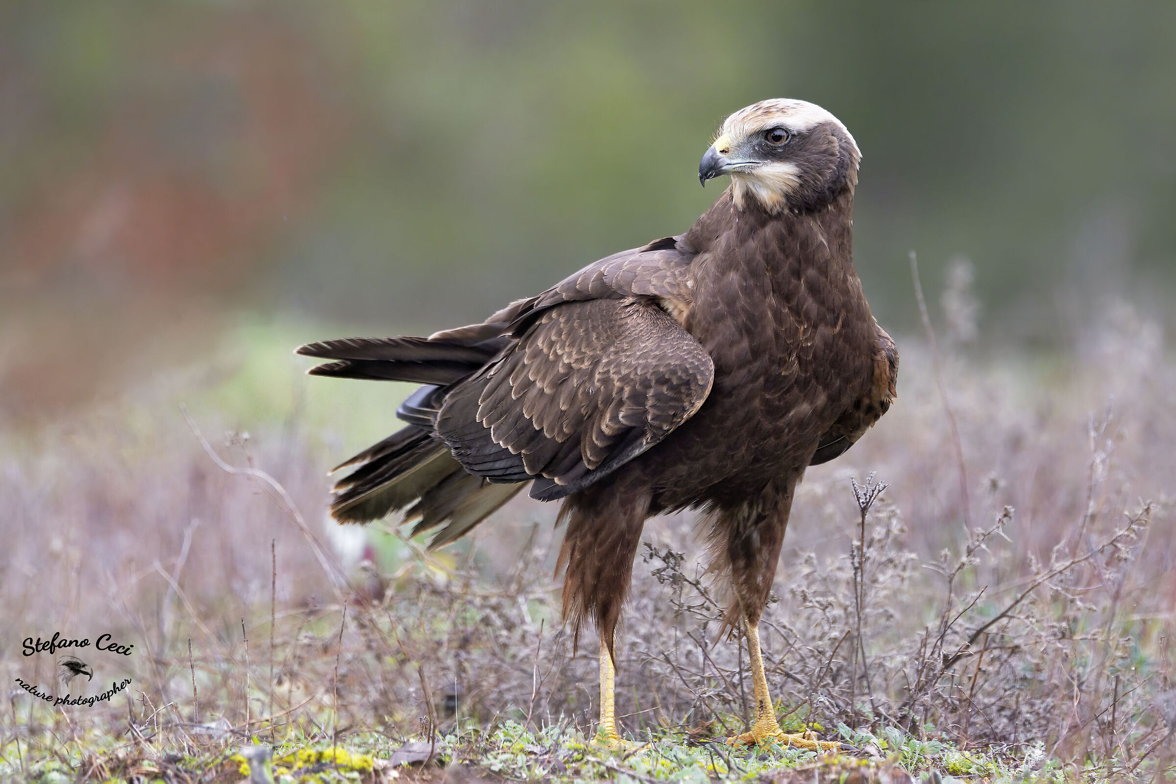 Falco di palude femmina