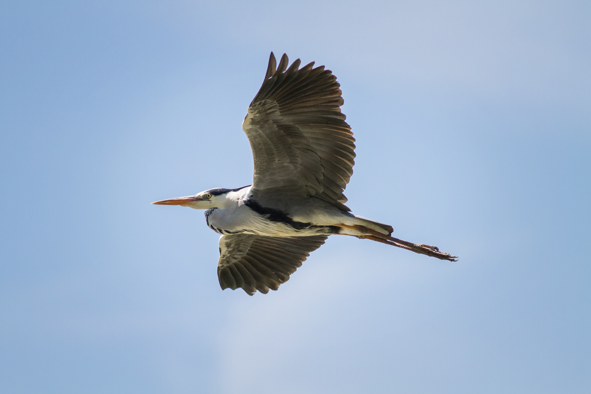 Airone Cenerino in volo